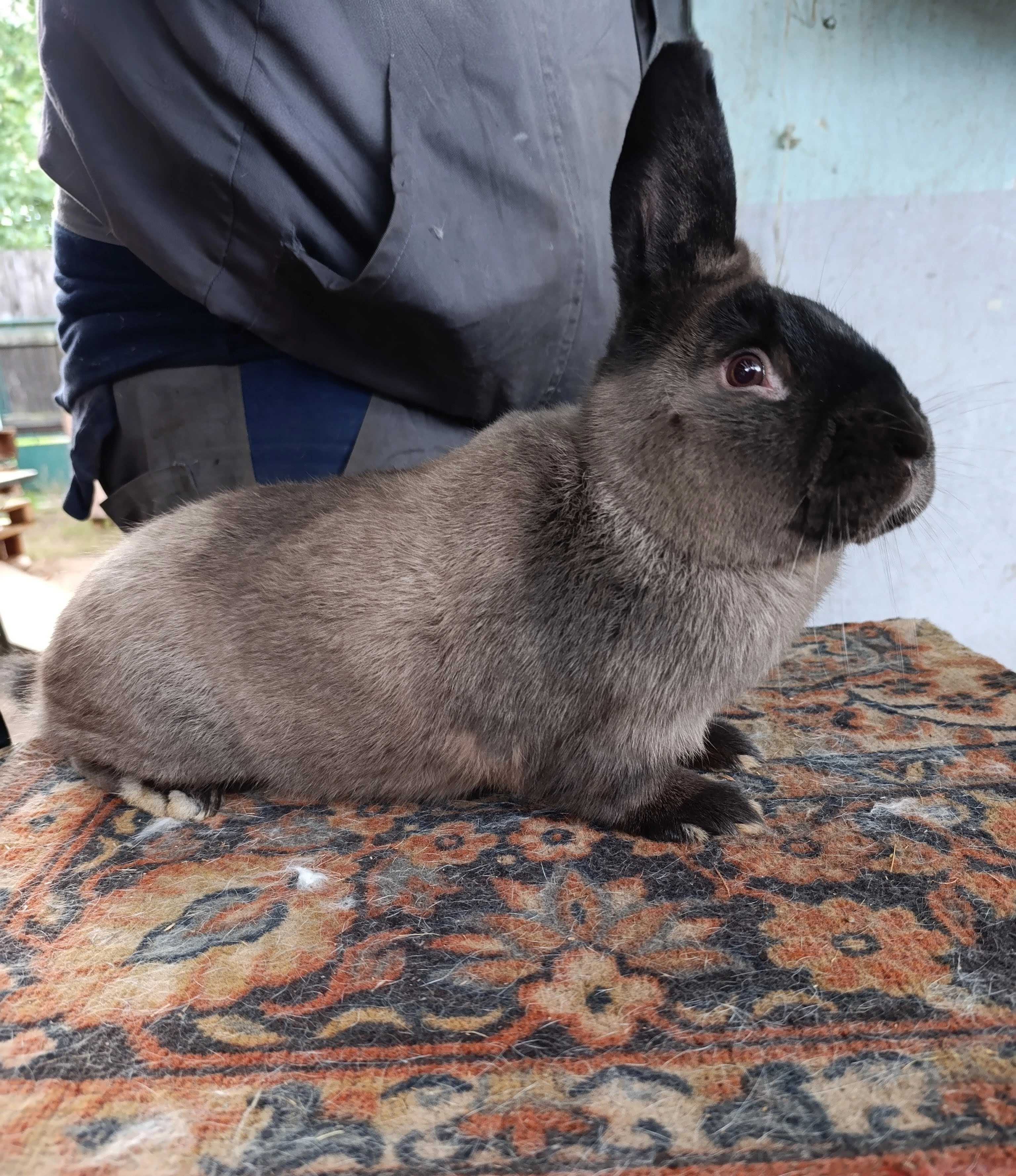 Nabízím samce a samici