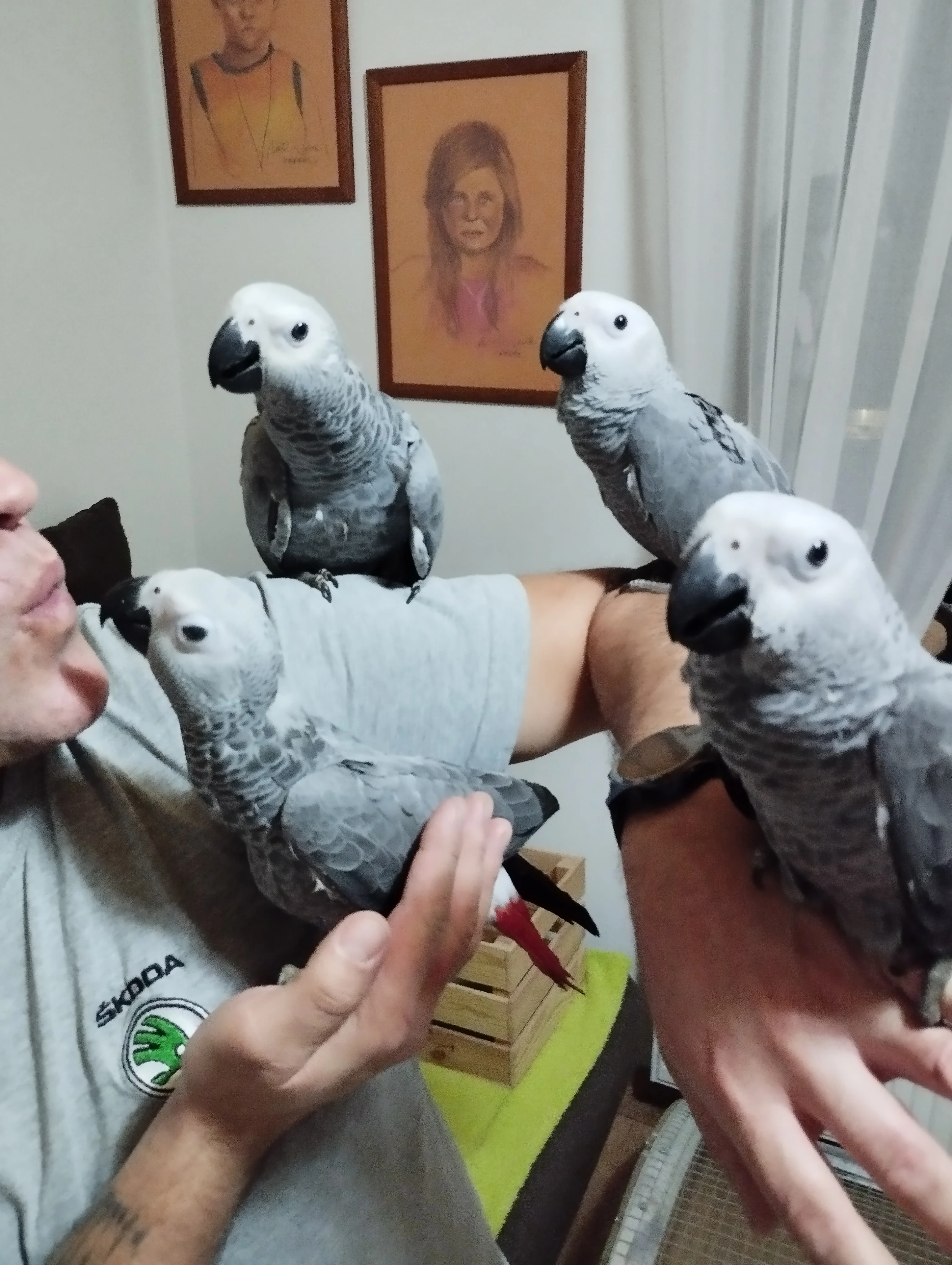 Ručně dokrmené mláďata žako