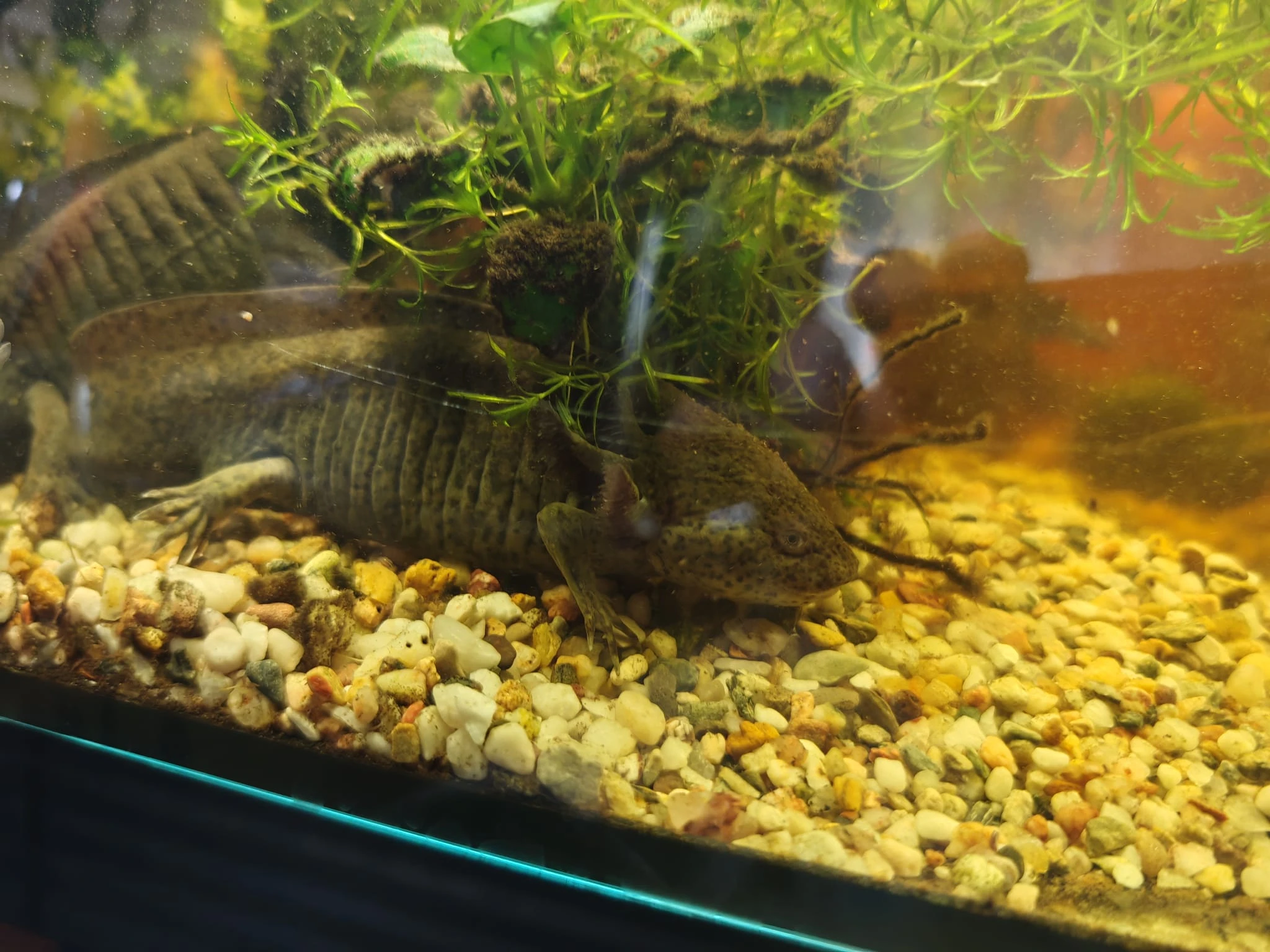 Axolotl Axelotl dráček mexický