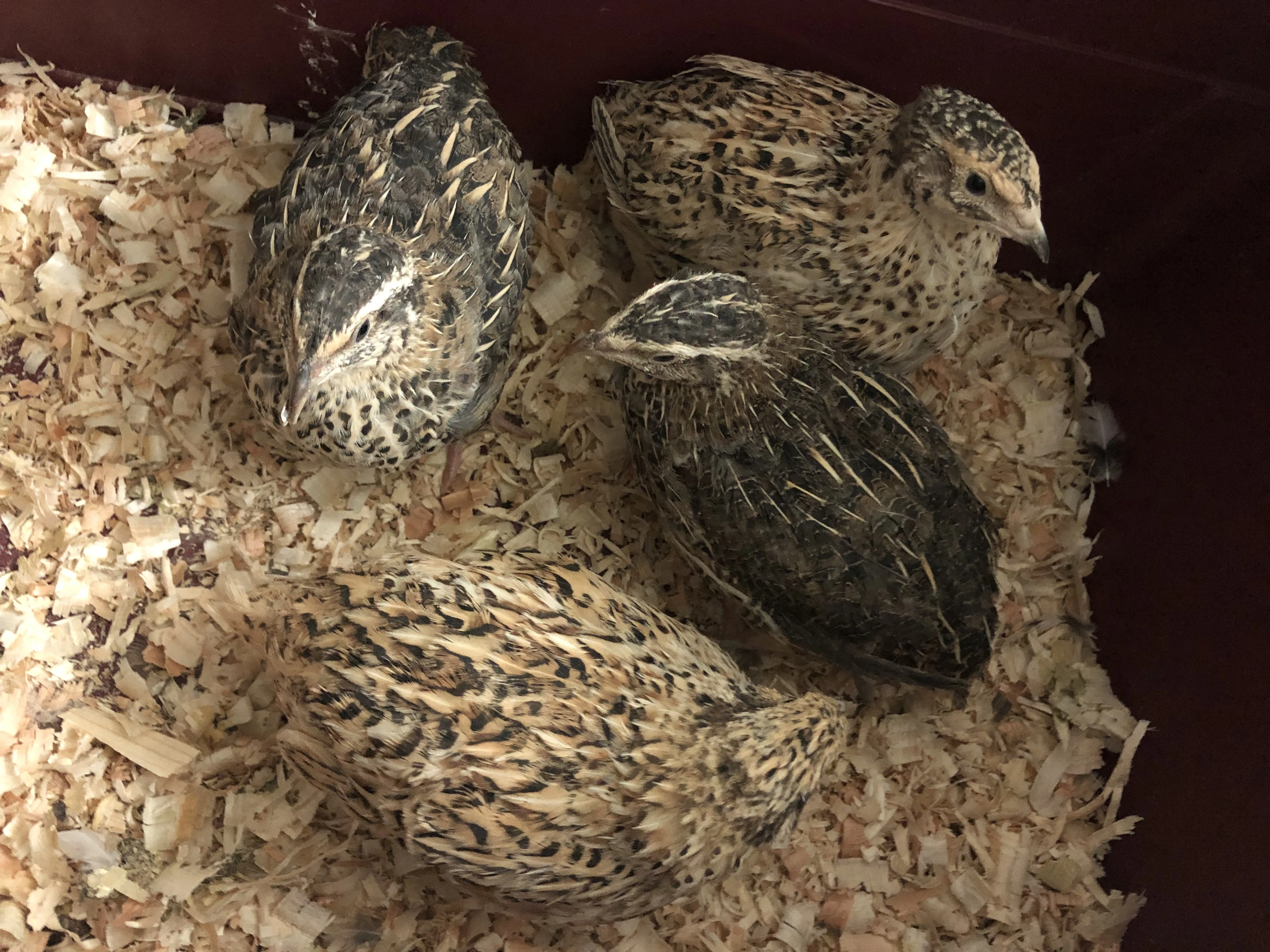 Slepičky japonských křepelek