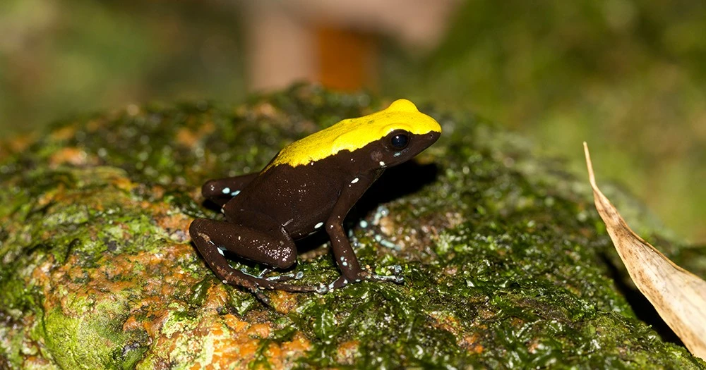 Mantella laevigata