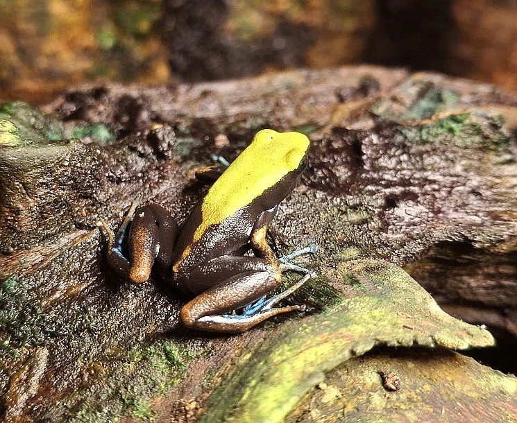 Mantella laevigata