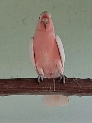 Kakadu inka.