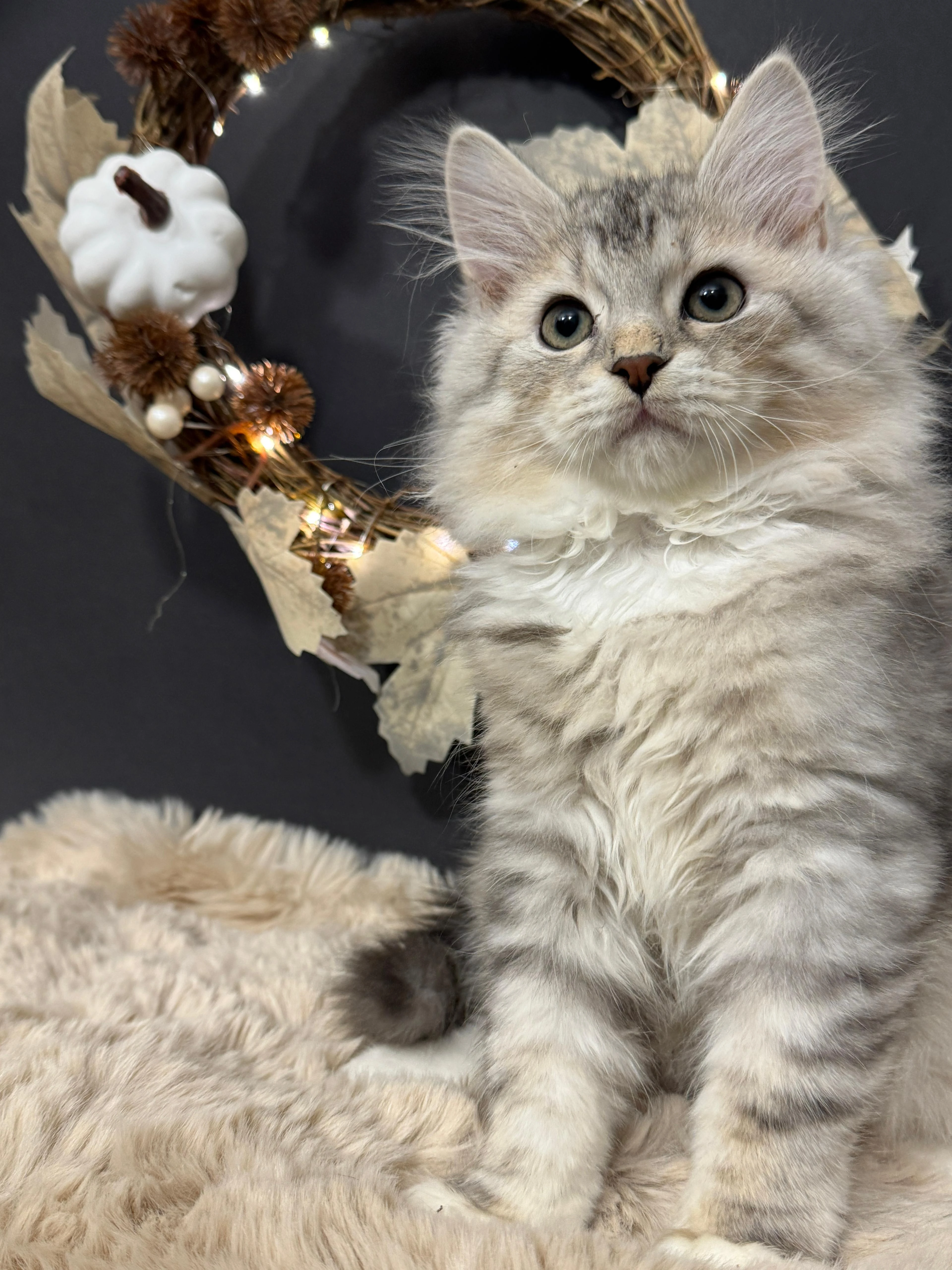 Stříbrný princ Giacomo - sibiřská kočka s PP