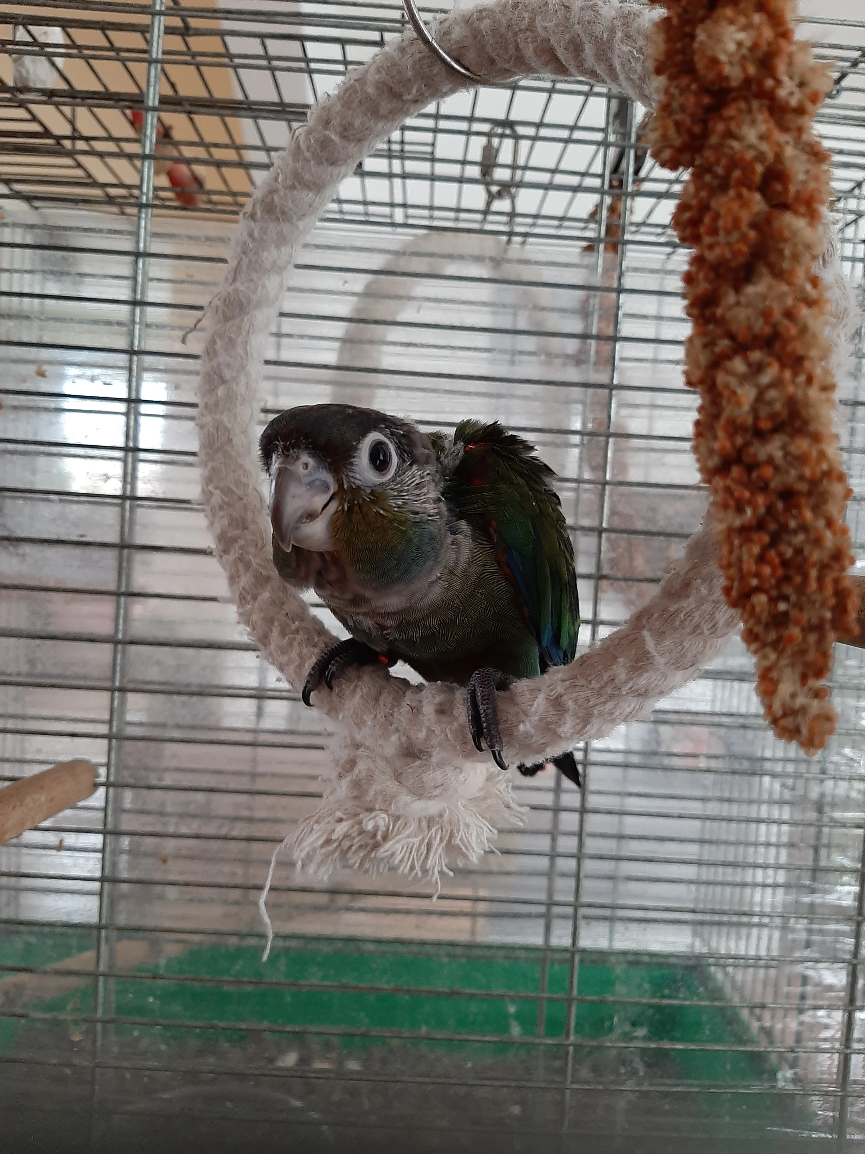 Ručně dokrmená mláďata pyrury červenobřichého