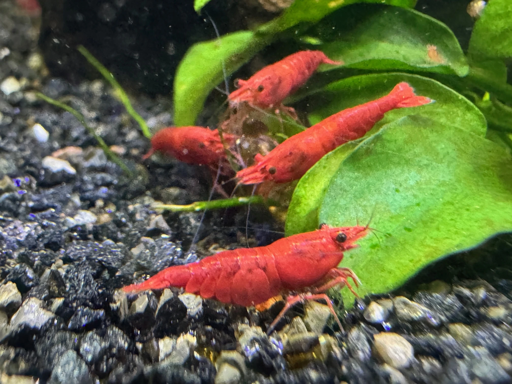 Neocaridina Red Sakura - akvarijní krevetky