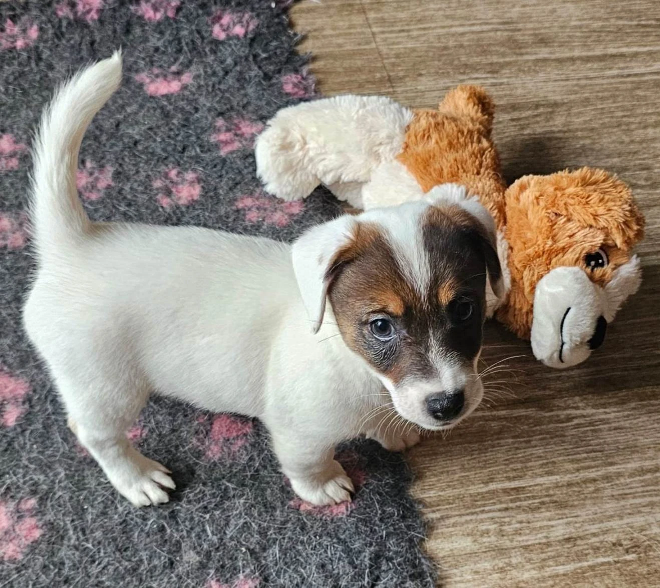 Prodám štěně (pejska) Jack Russell teriéra s průkazem původu