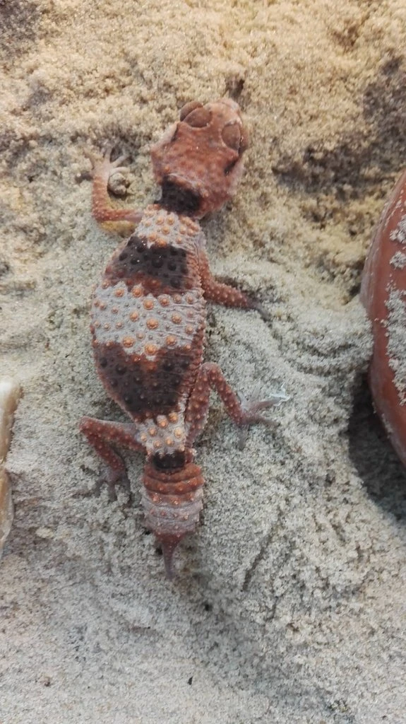 Gekoni: Nephrurus, Underwoodisaurus