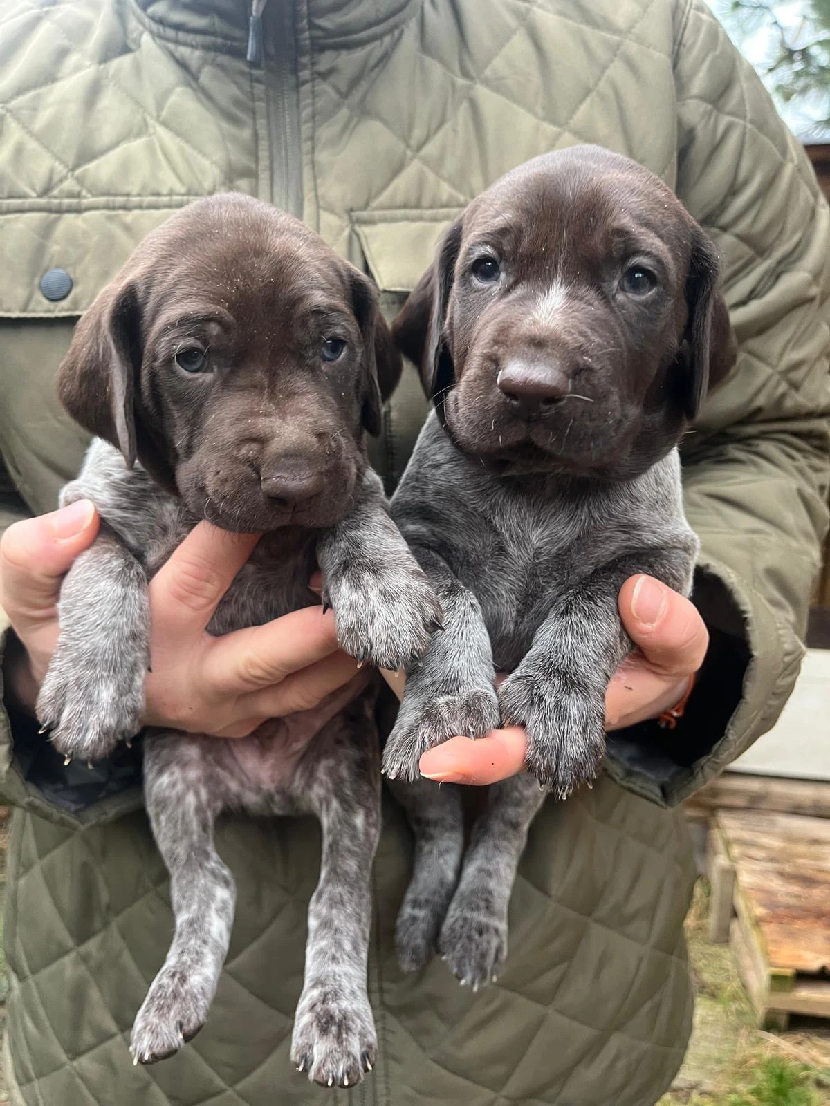 Německý krátkosrstý ohař