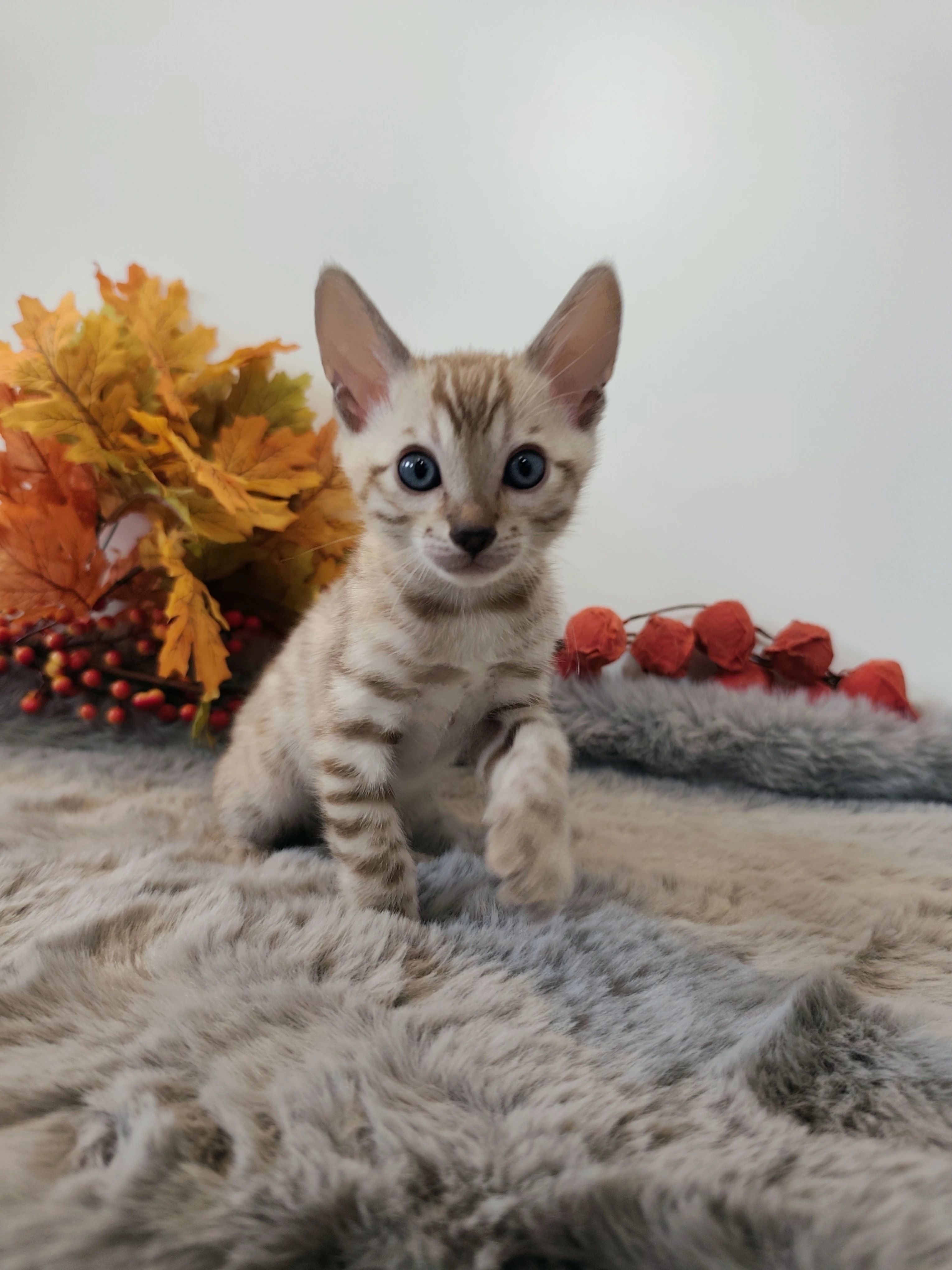 Bengálský kocourek s PP