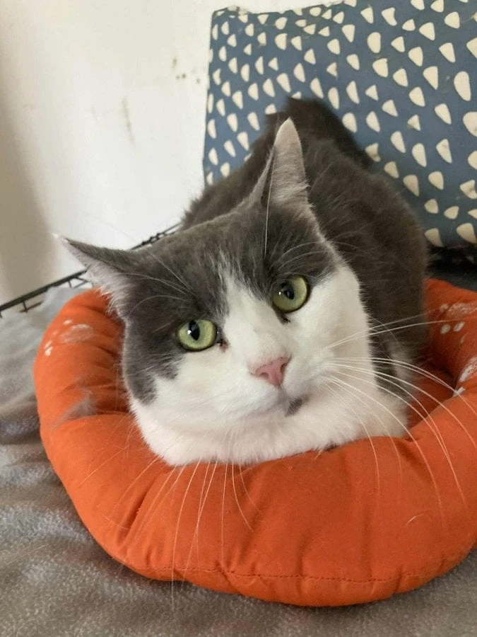 Teddy z nevyhovujících podmínek hledá domov