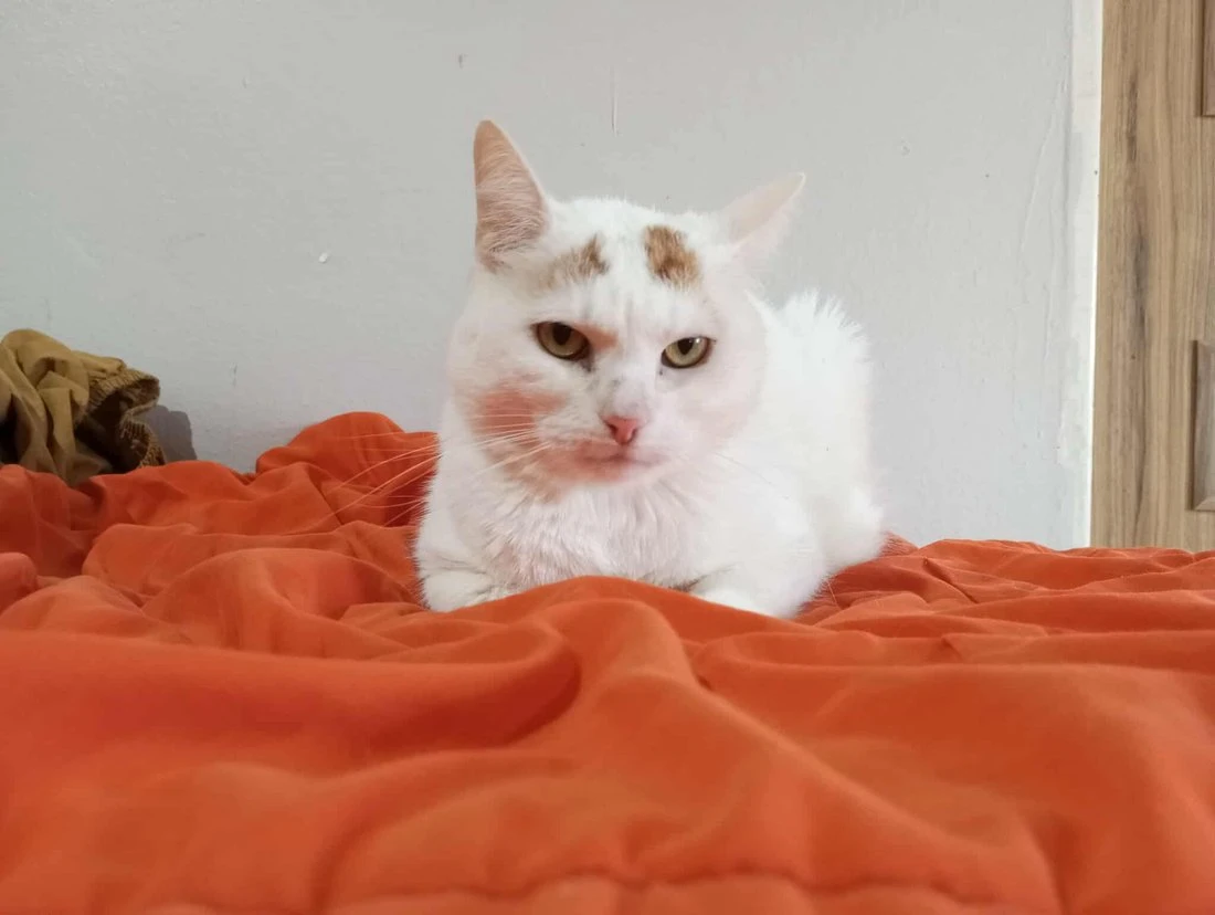 Tom je mazlivý kocourek čekající v útulku na domov