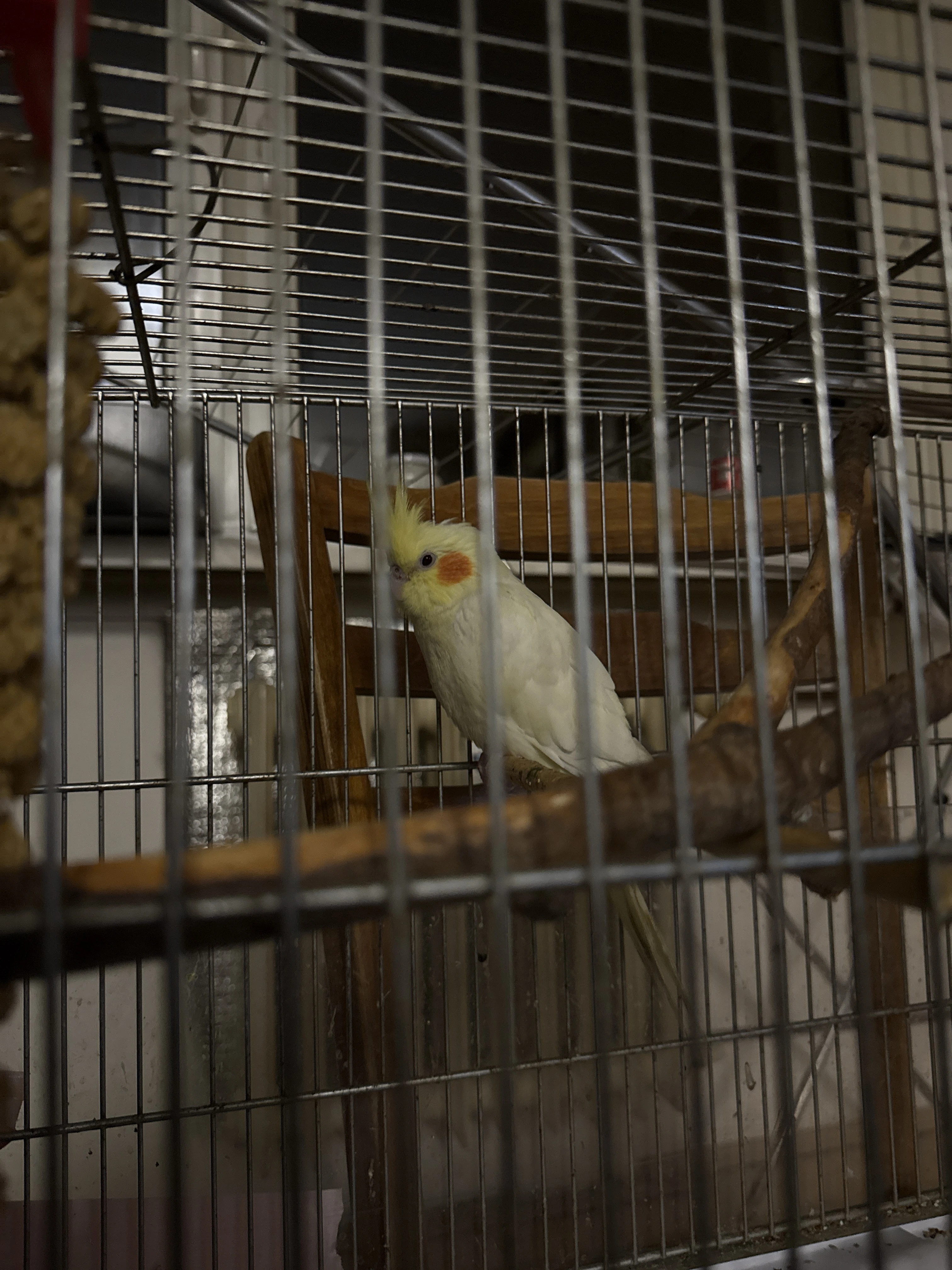 Korela mutace lutino