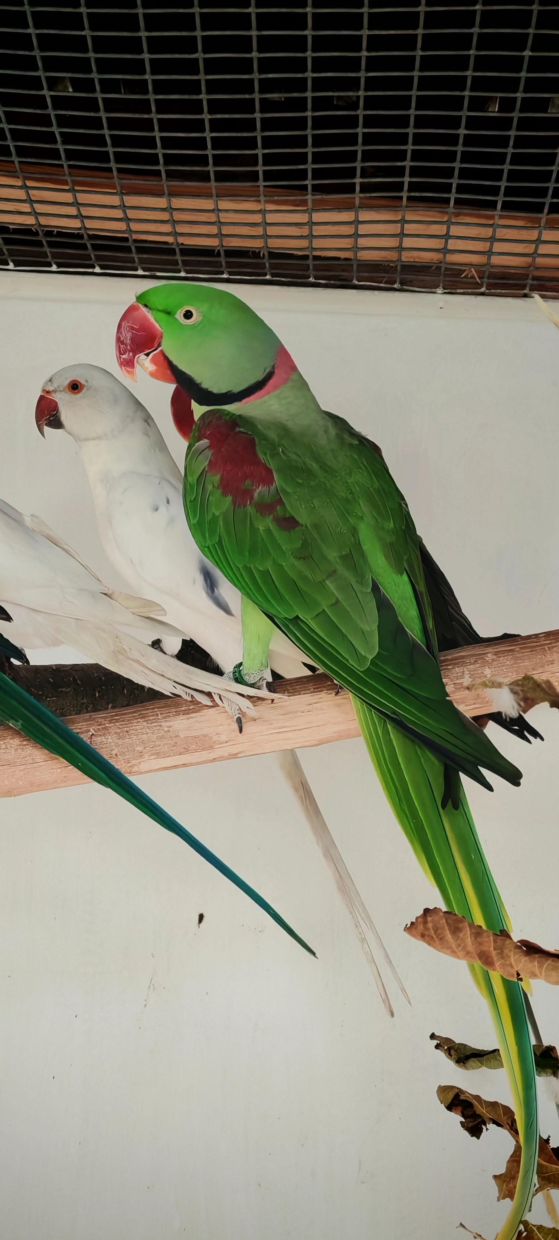 Alexandr velký, maly