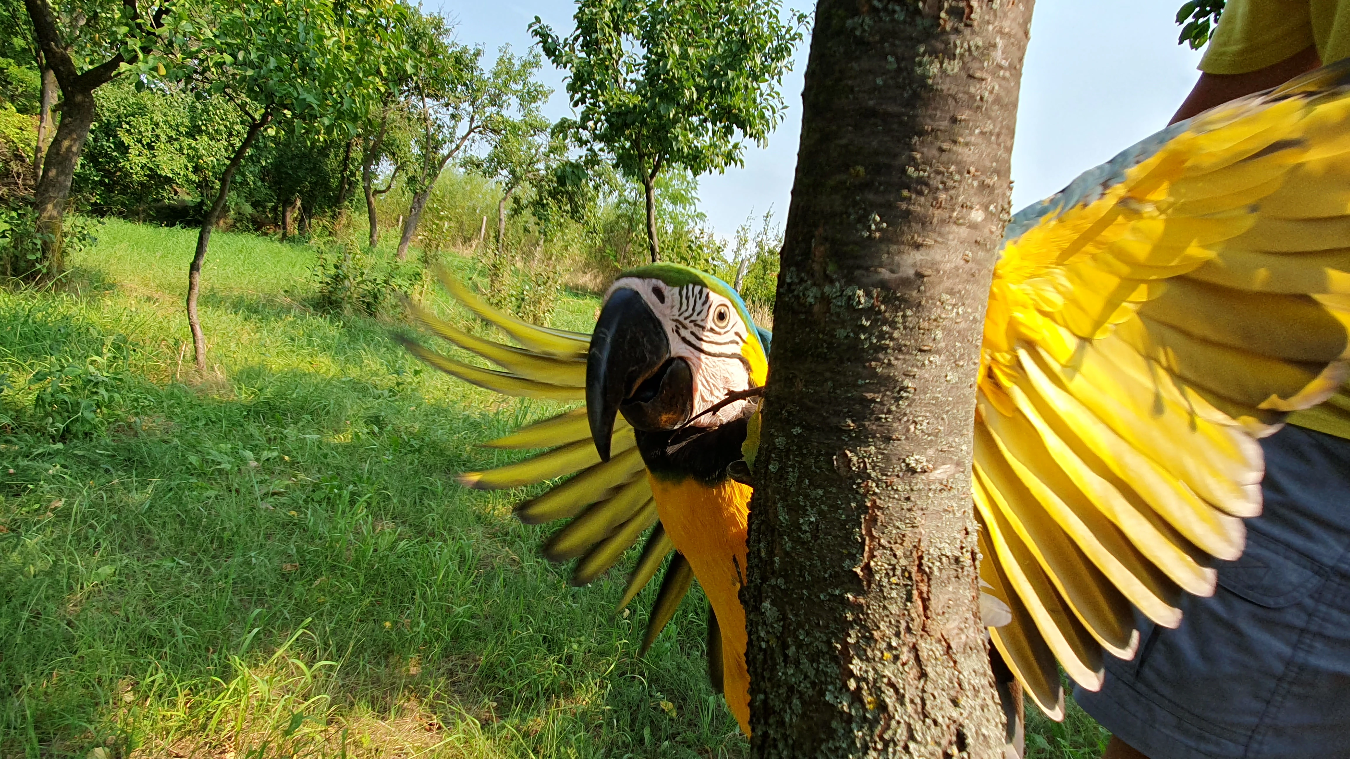 Ara  Ararauna
