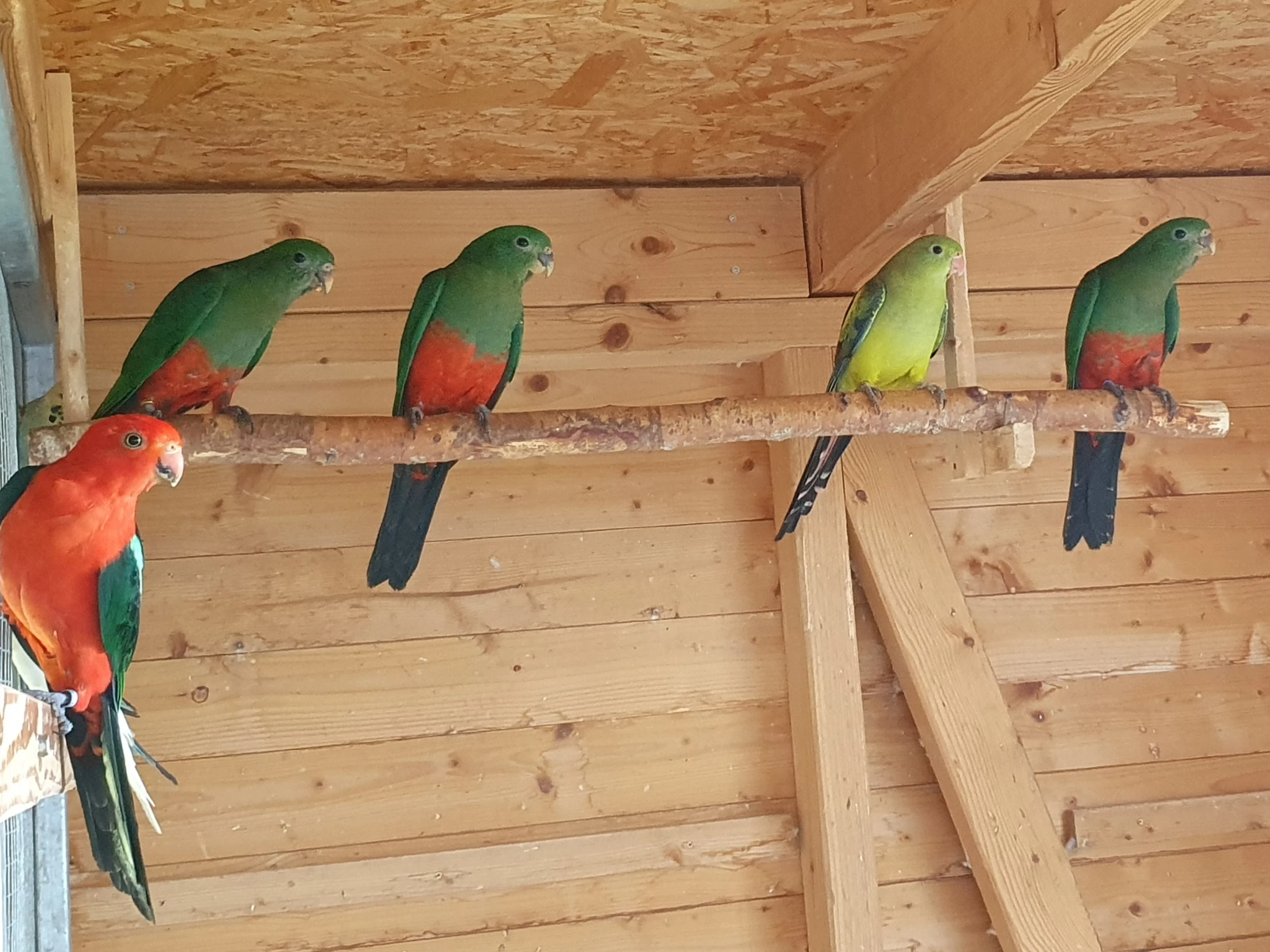 Papoušek královský