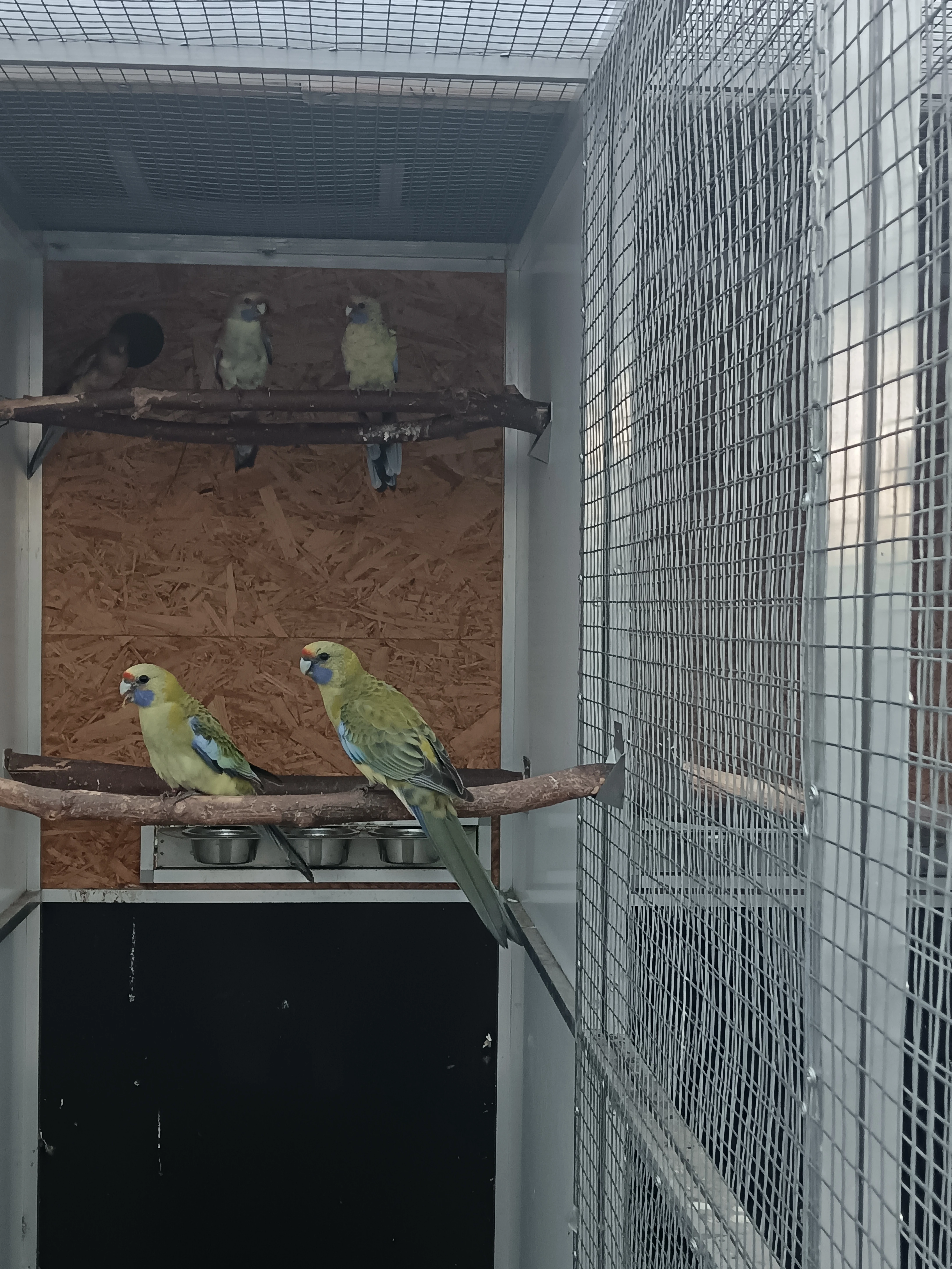 Rosela slámožlutá