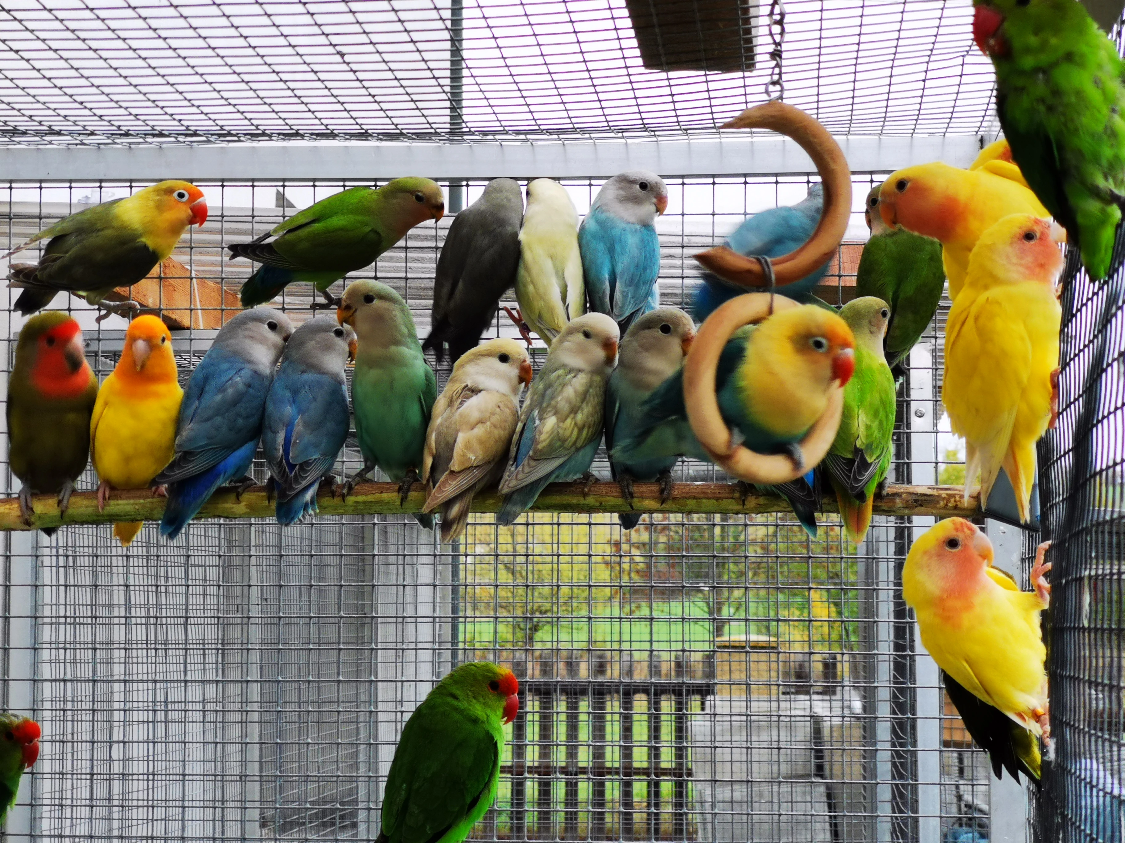 Agapornis růžohrdlý 2025 KLADNO 1.11.2025