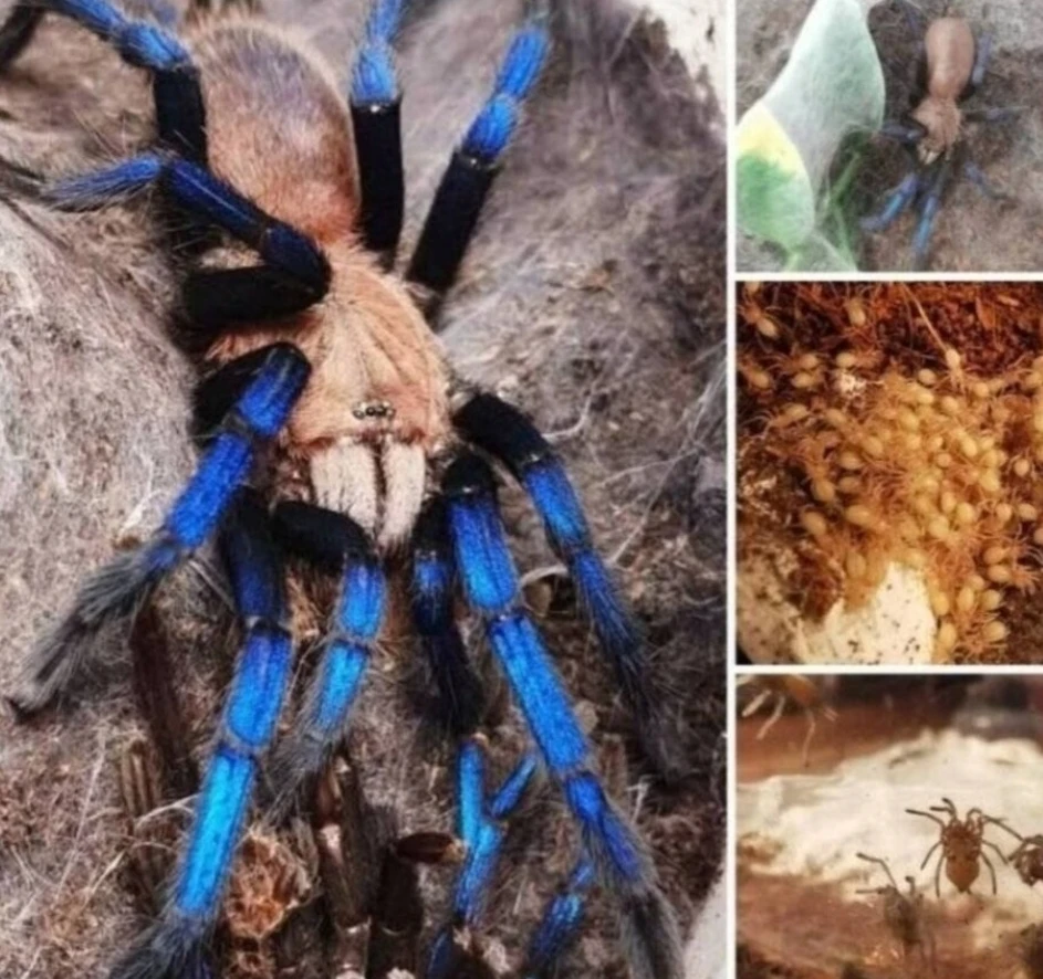 Živá exotika Praha samce samice mladata