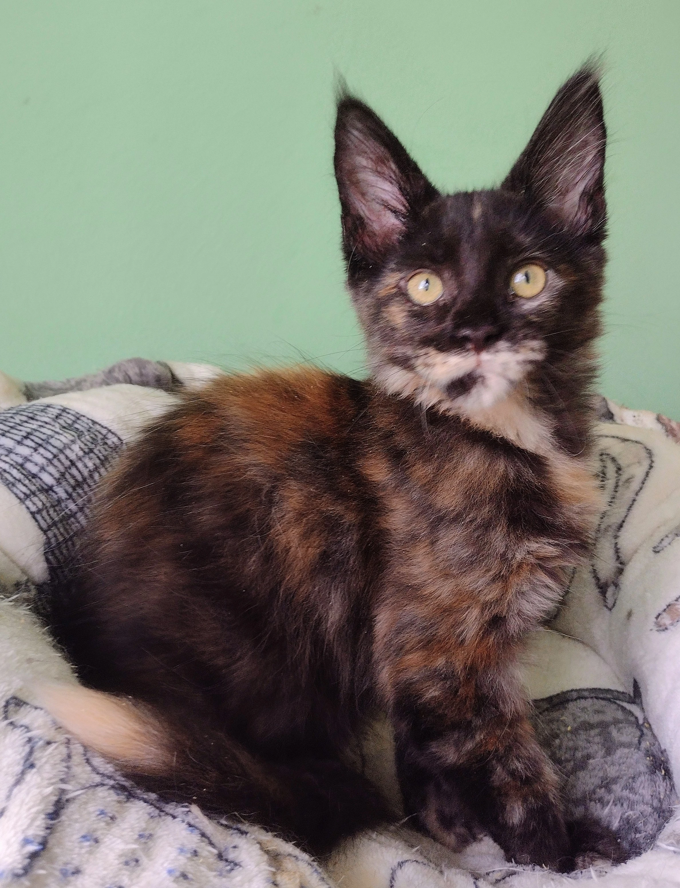 Prodám mainskou mývalí kočičku s PP