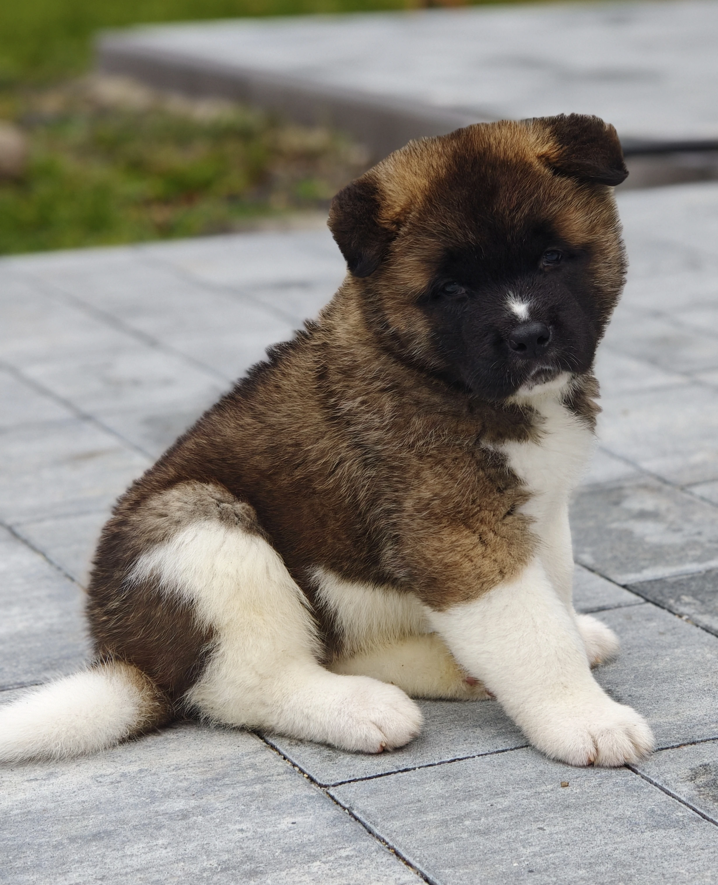 Američka akita – mužjak i ženka