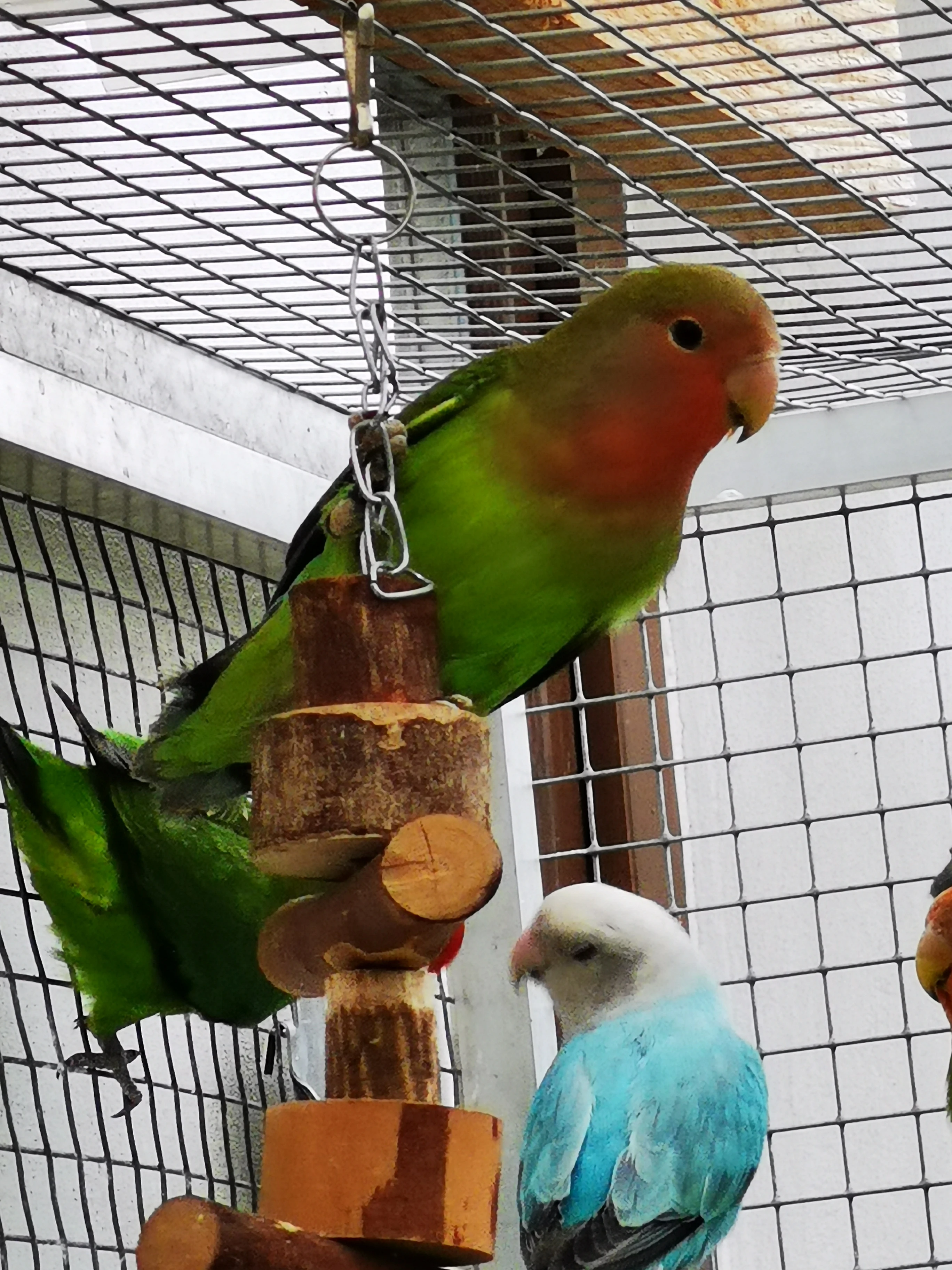 Agapornis růžohrdlý pár 2025 s DNA testy