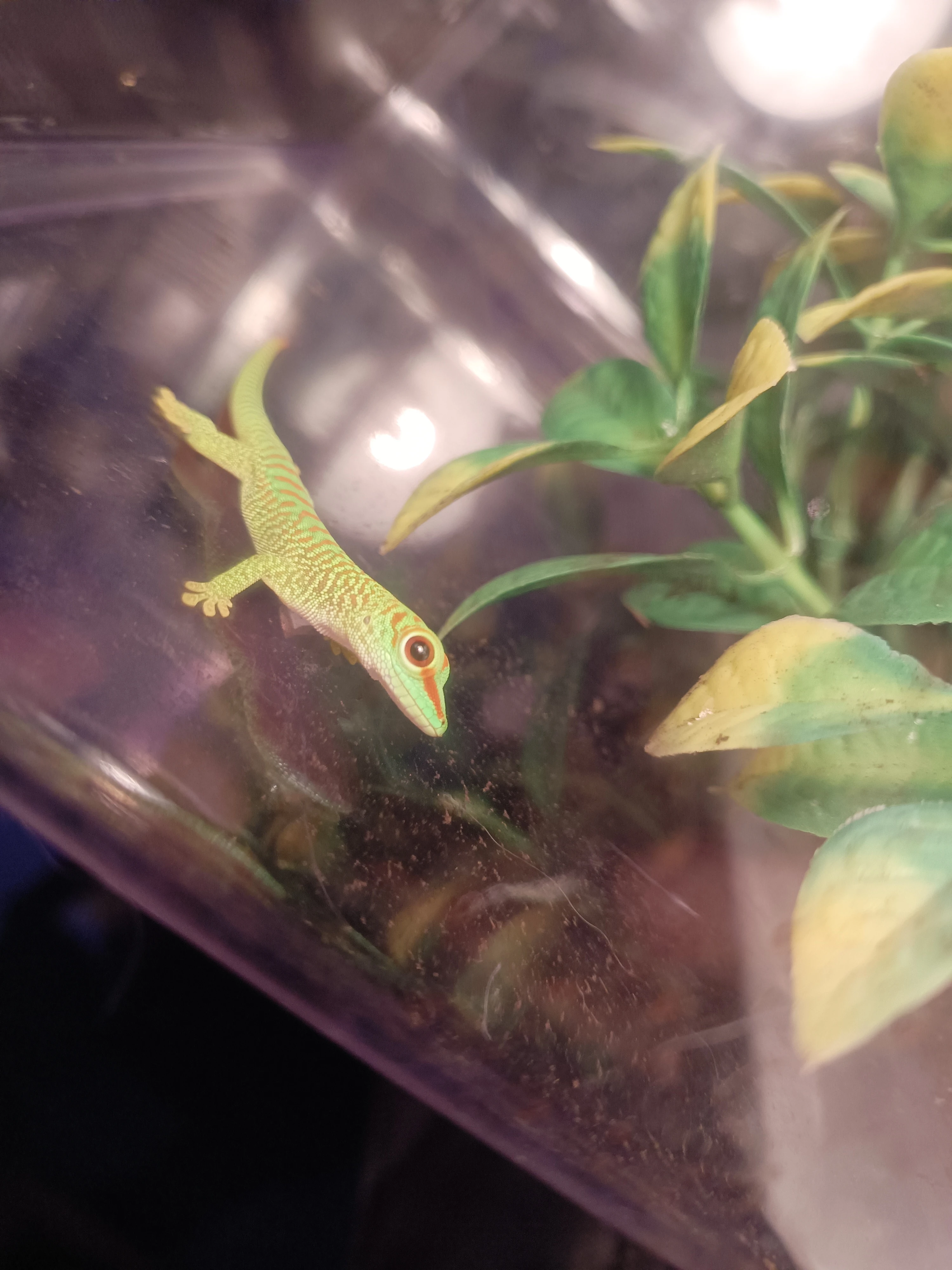 Prodám mláďata Felsumy Grandis