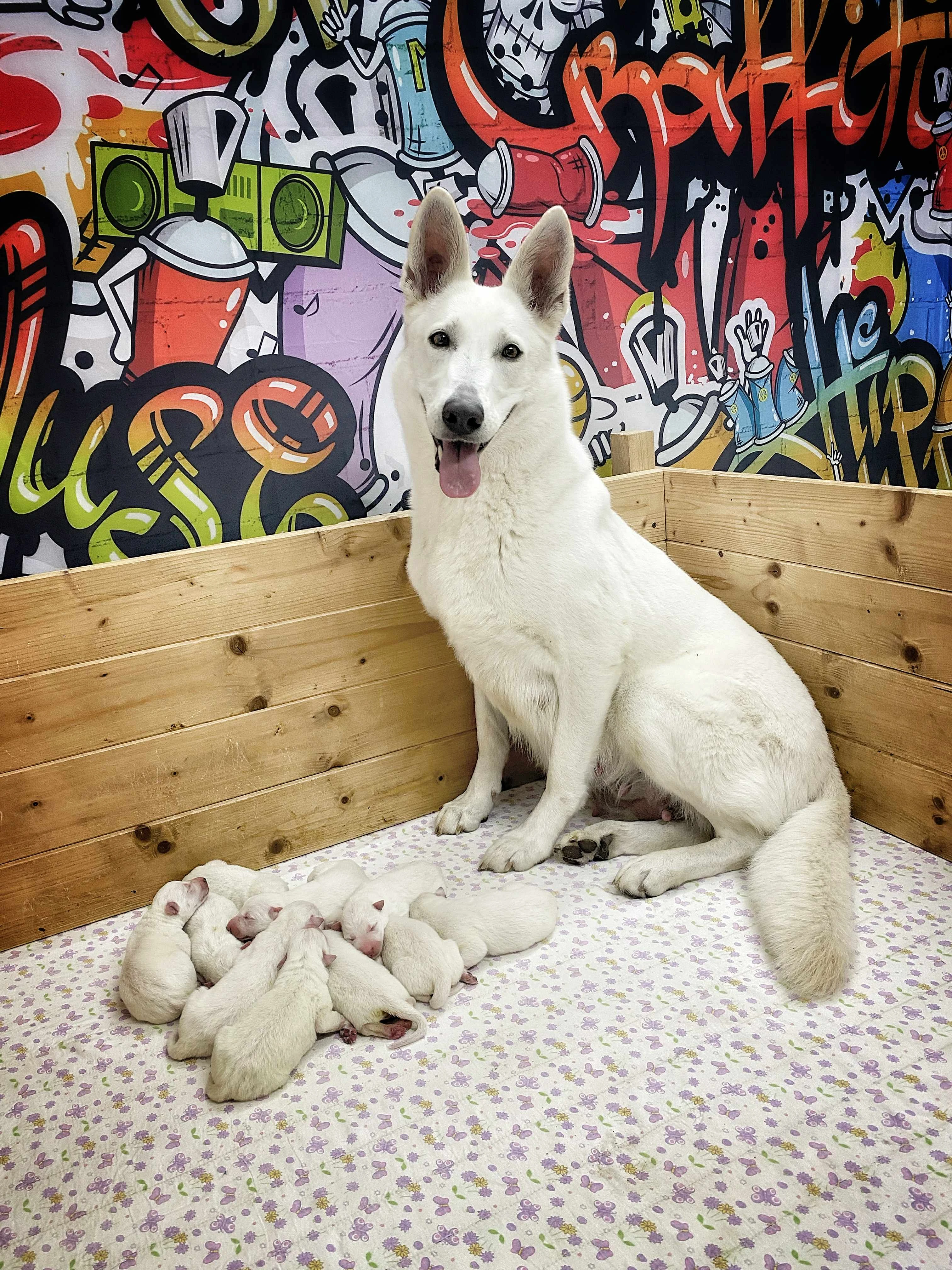 Bílý švýcarský ovčák s PP-štěňata