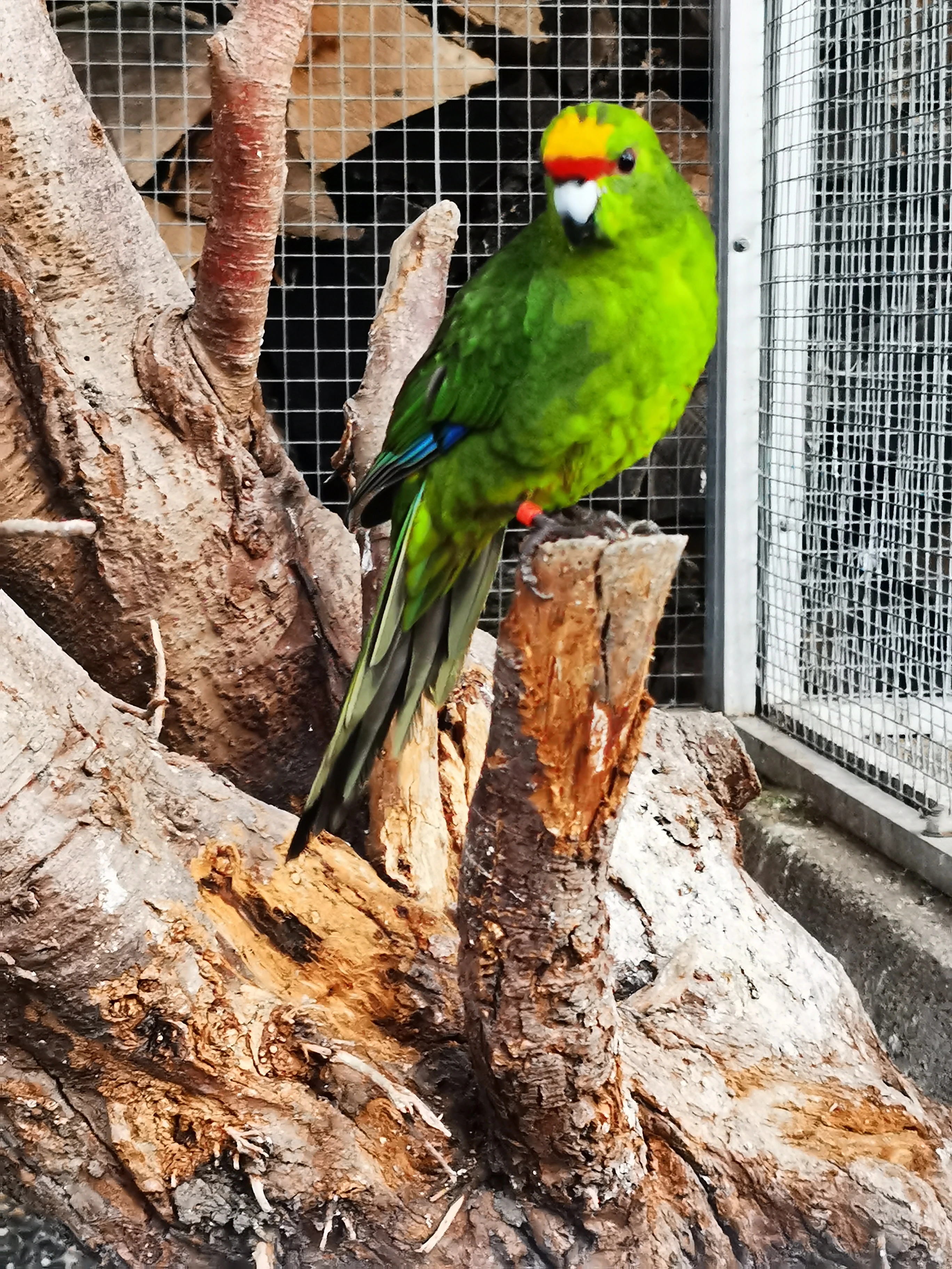 Kakariki žlutočelý 2025