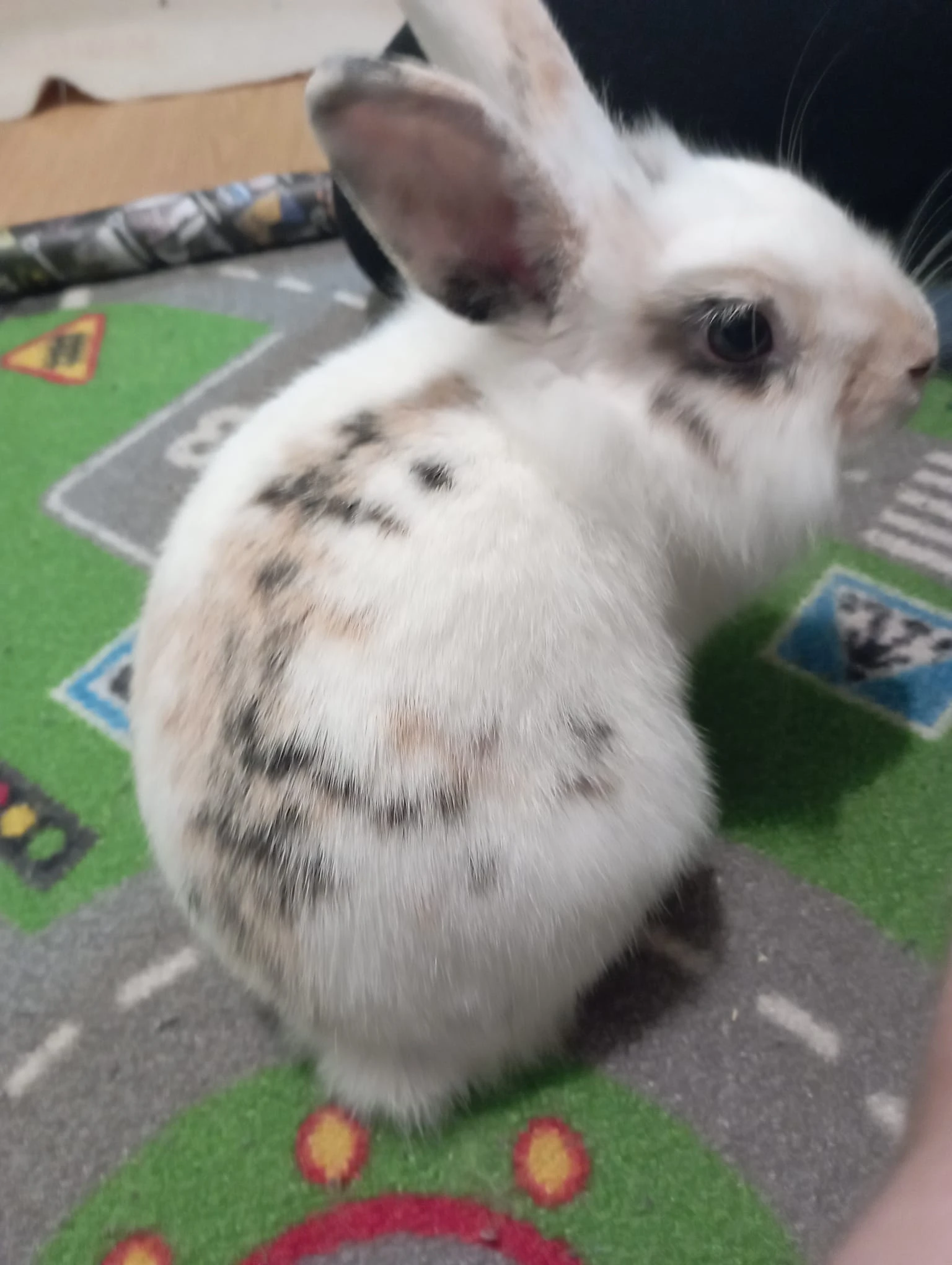 Zakrlsý králik Lionhead Žofinka