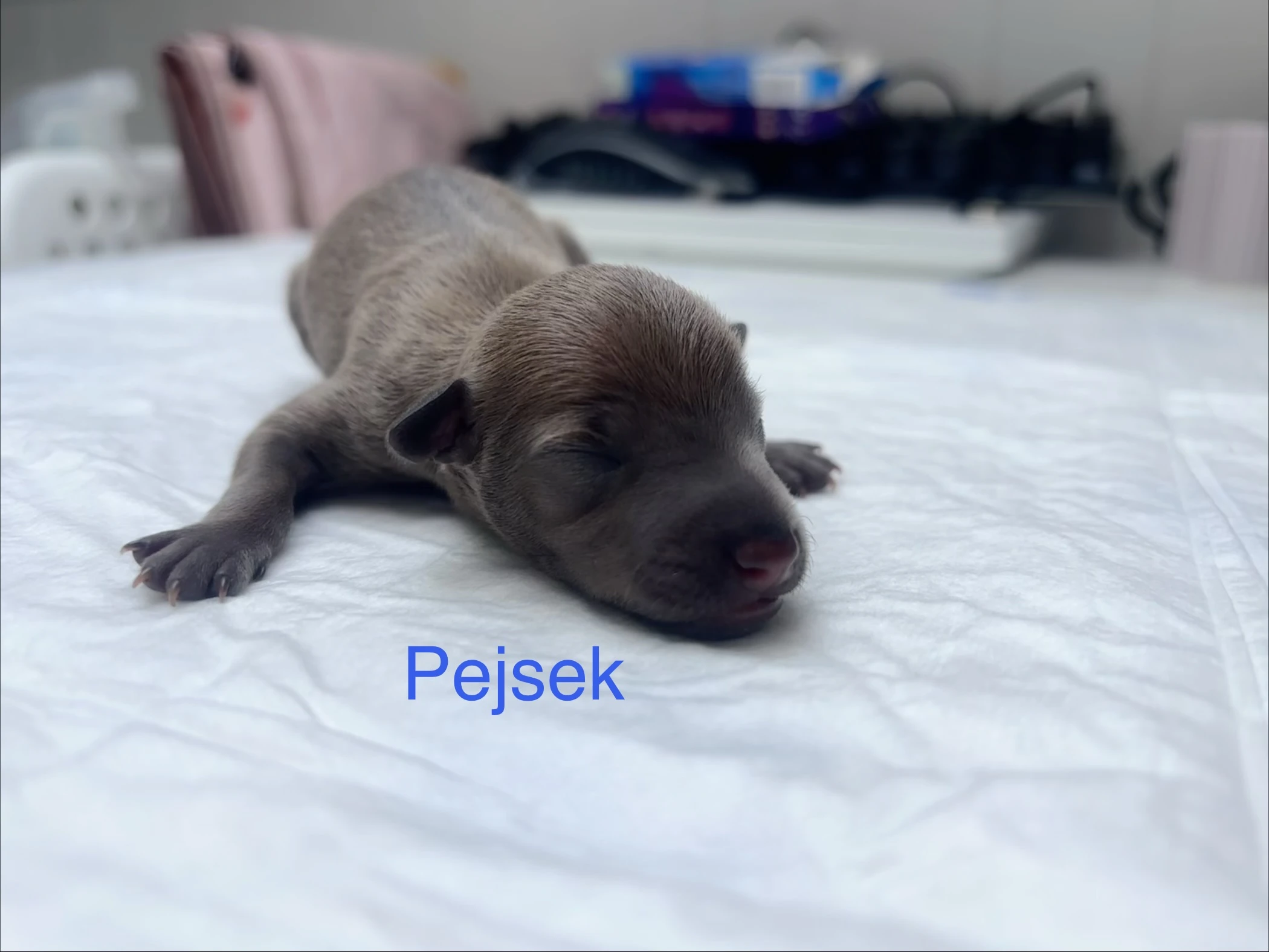 Italský chrtík s PP