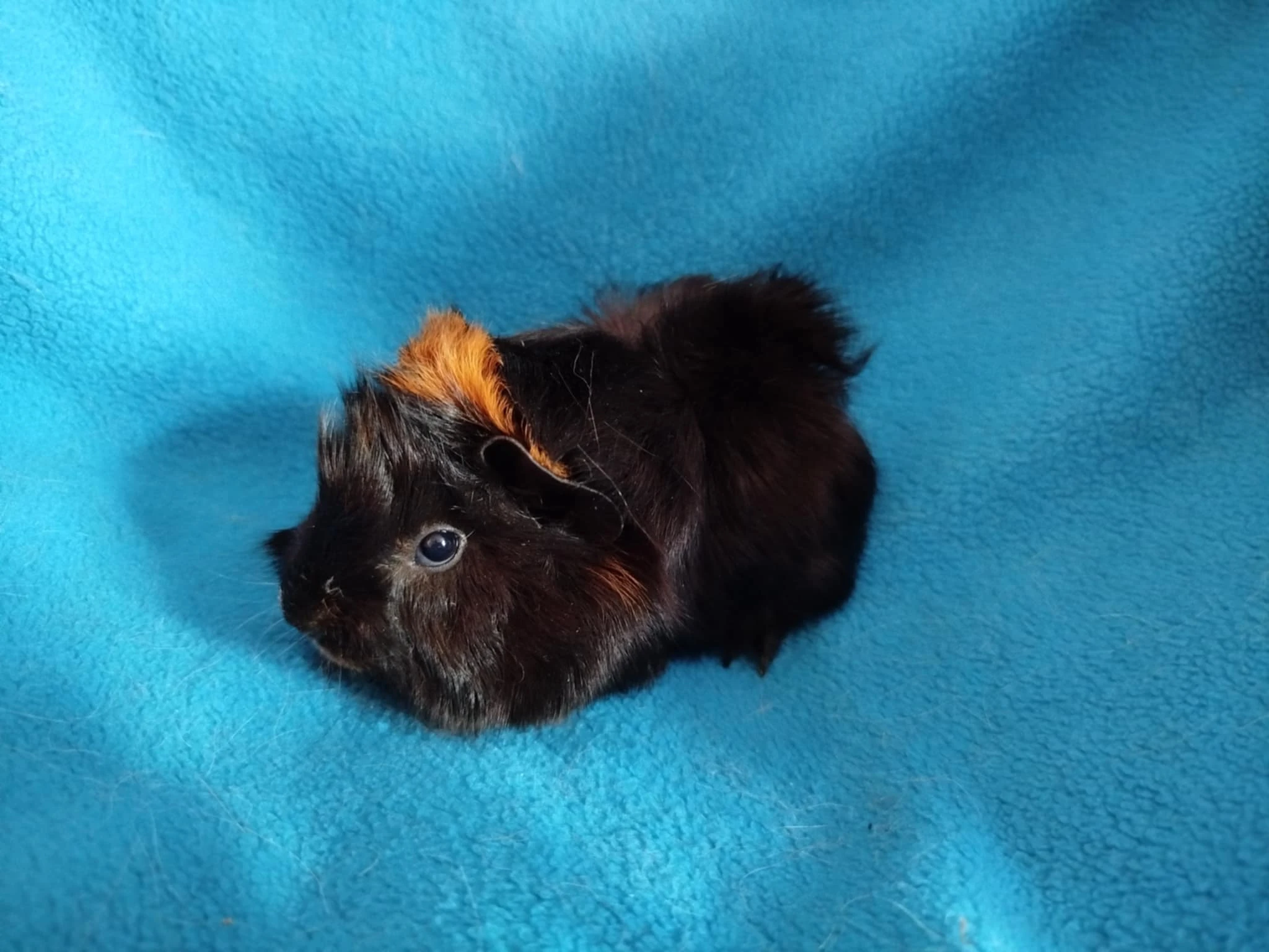 Malá morčátka vhodná na domácí mazlíčky