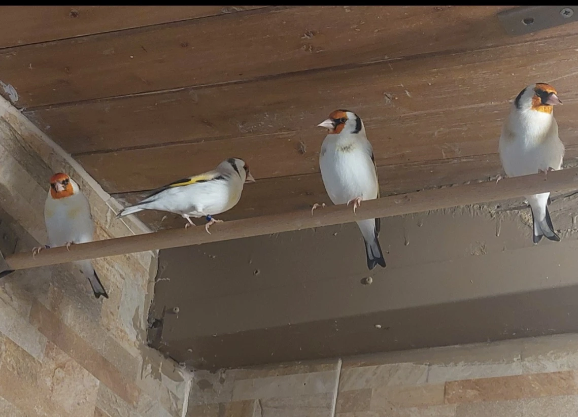 Prodám mutacni stehlici achát major, s DNA , dále kanari i chovné páry , Brno