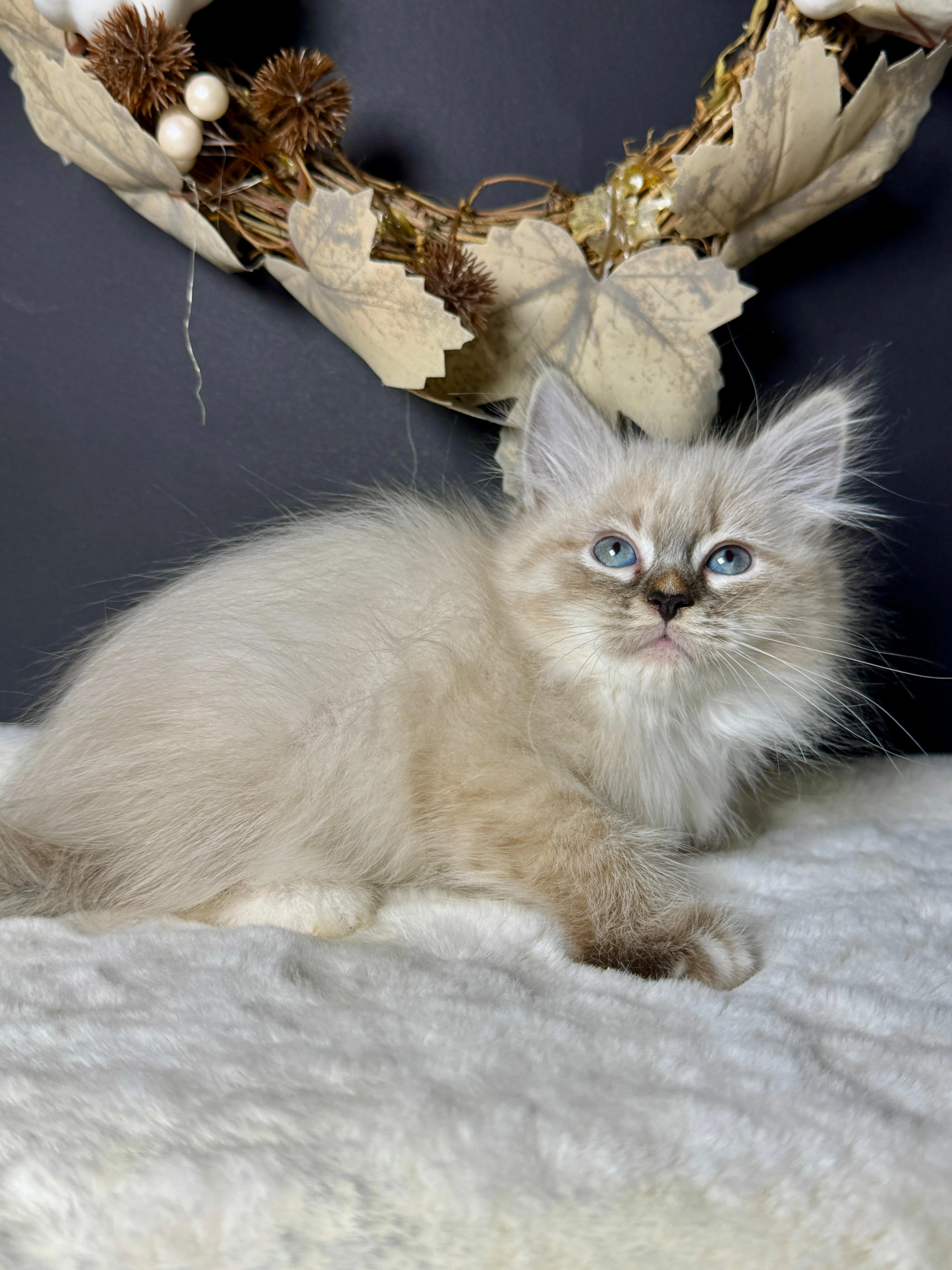 Sibiřská kočka s PP - kocourek Juno