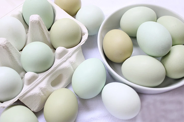 Slepice Nosnice Greenshell - snáší zdravá zelená, olivová a modrá vajíčka