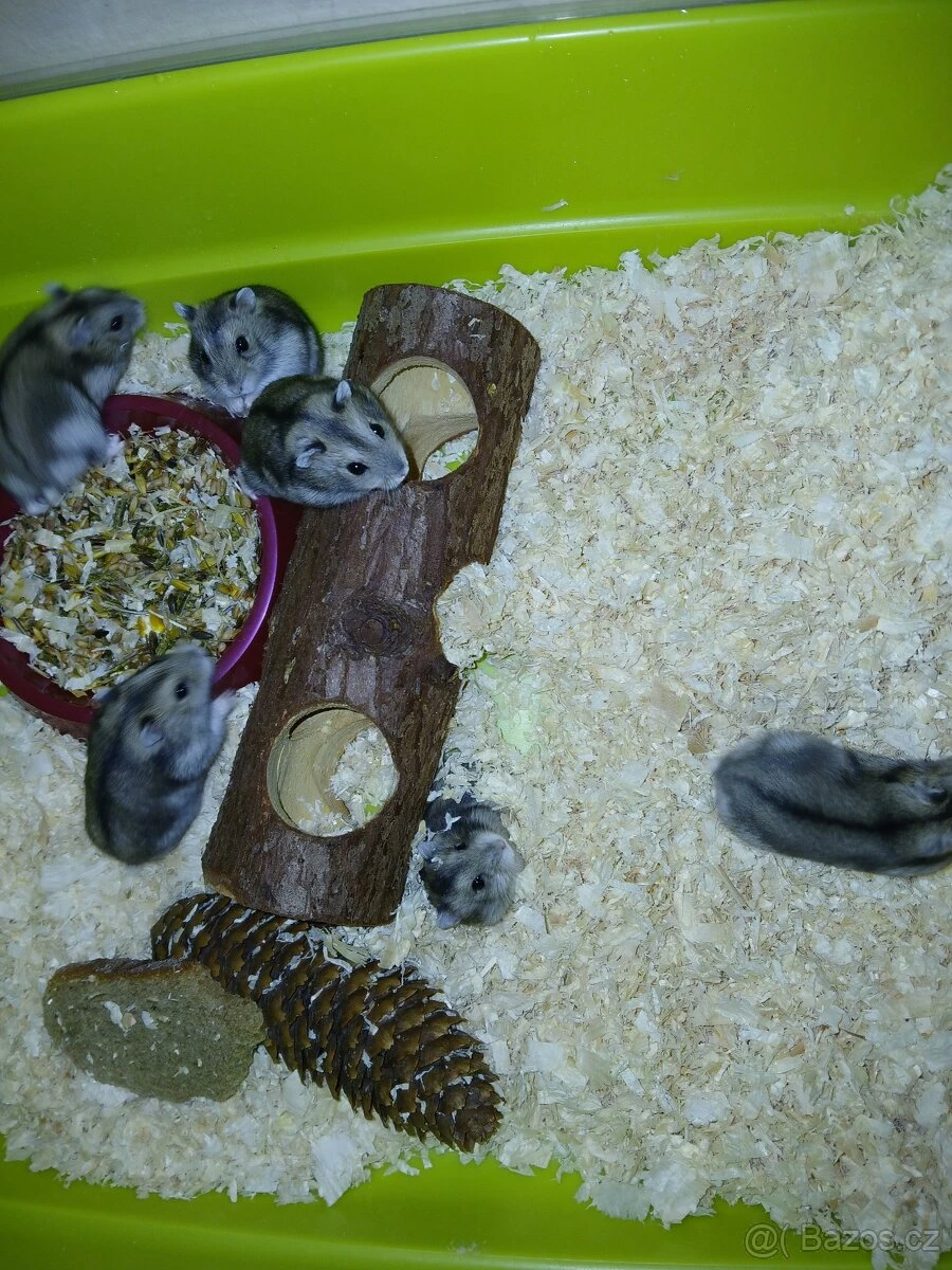 Křečík džungarský - mláďata