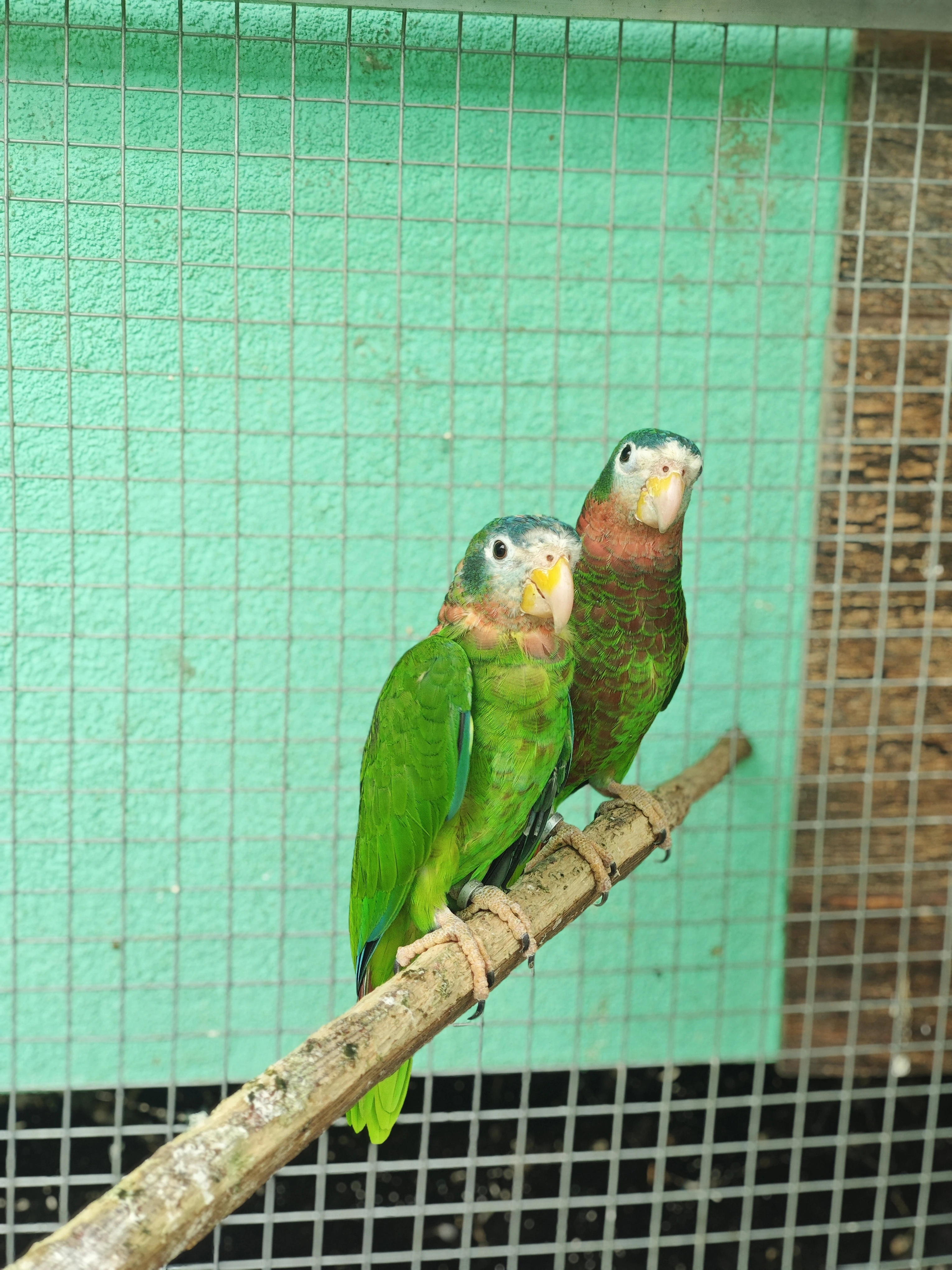 Amazoňan jamajský - Amazona collaria