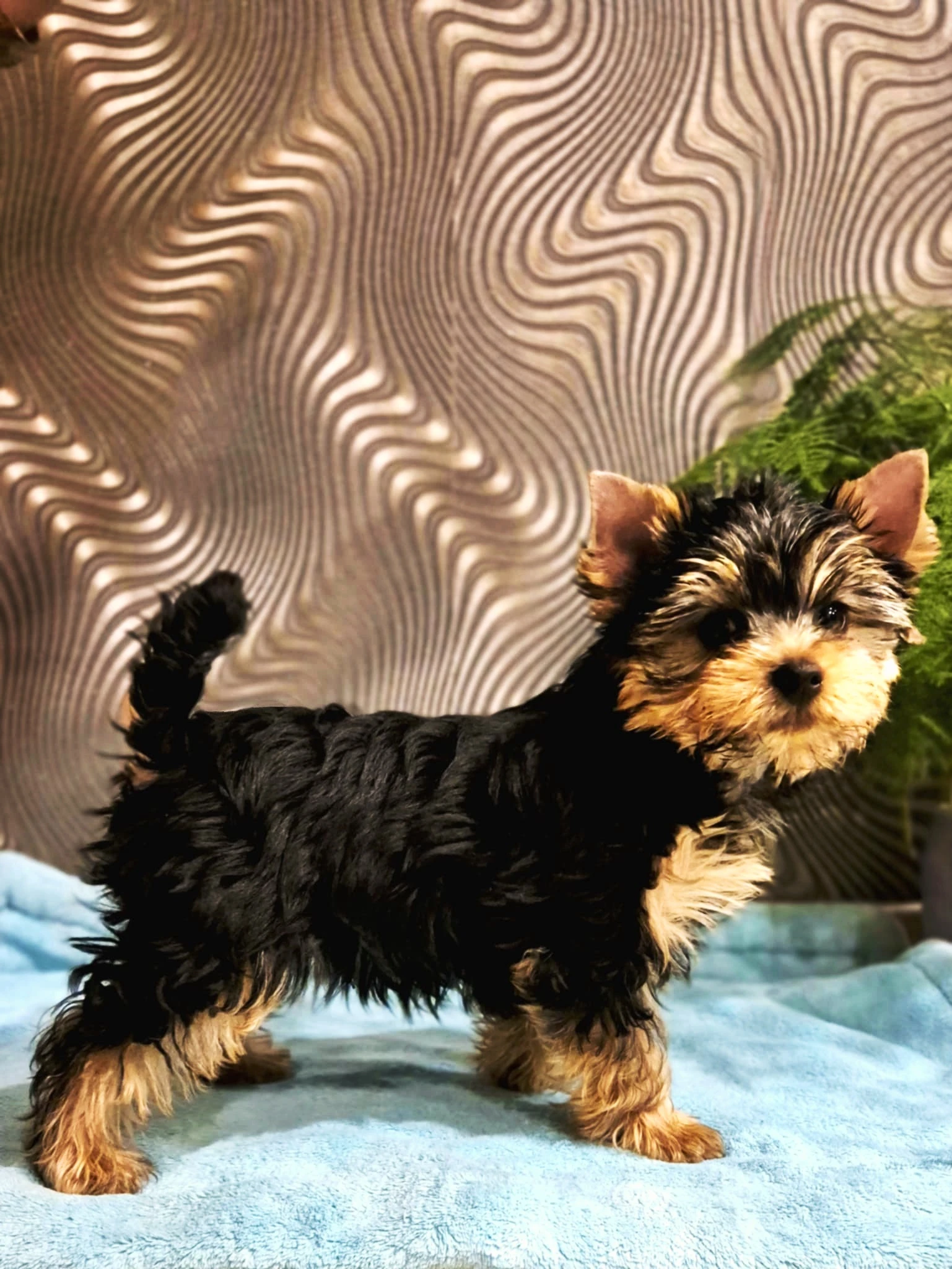 Jorkšírský terier s PP FCI