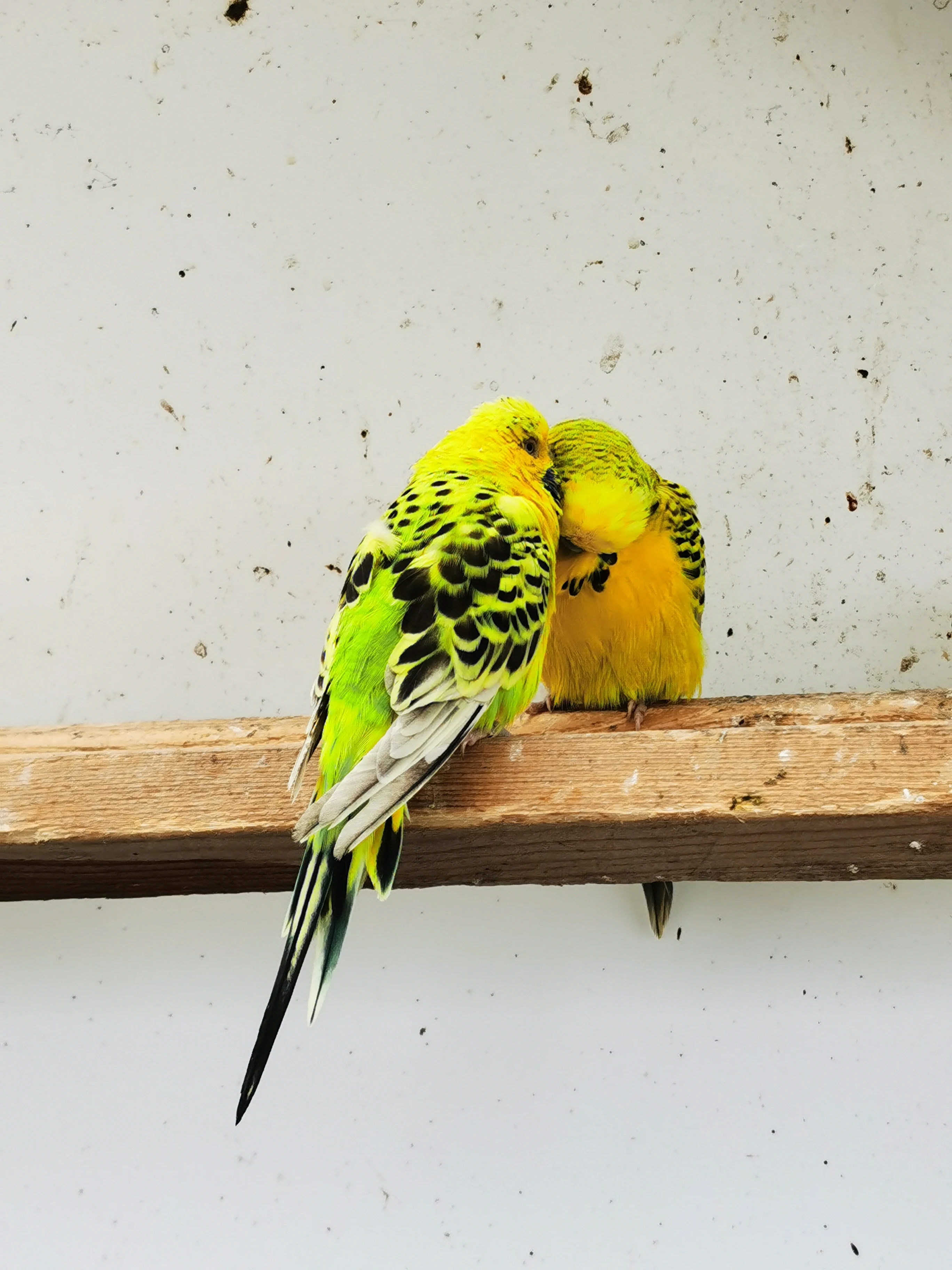 Andulky TCB pár 2024