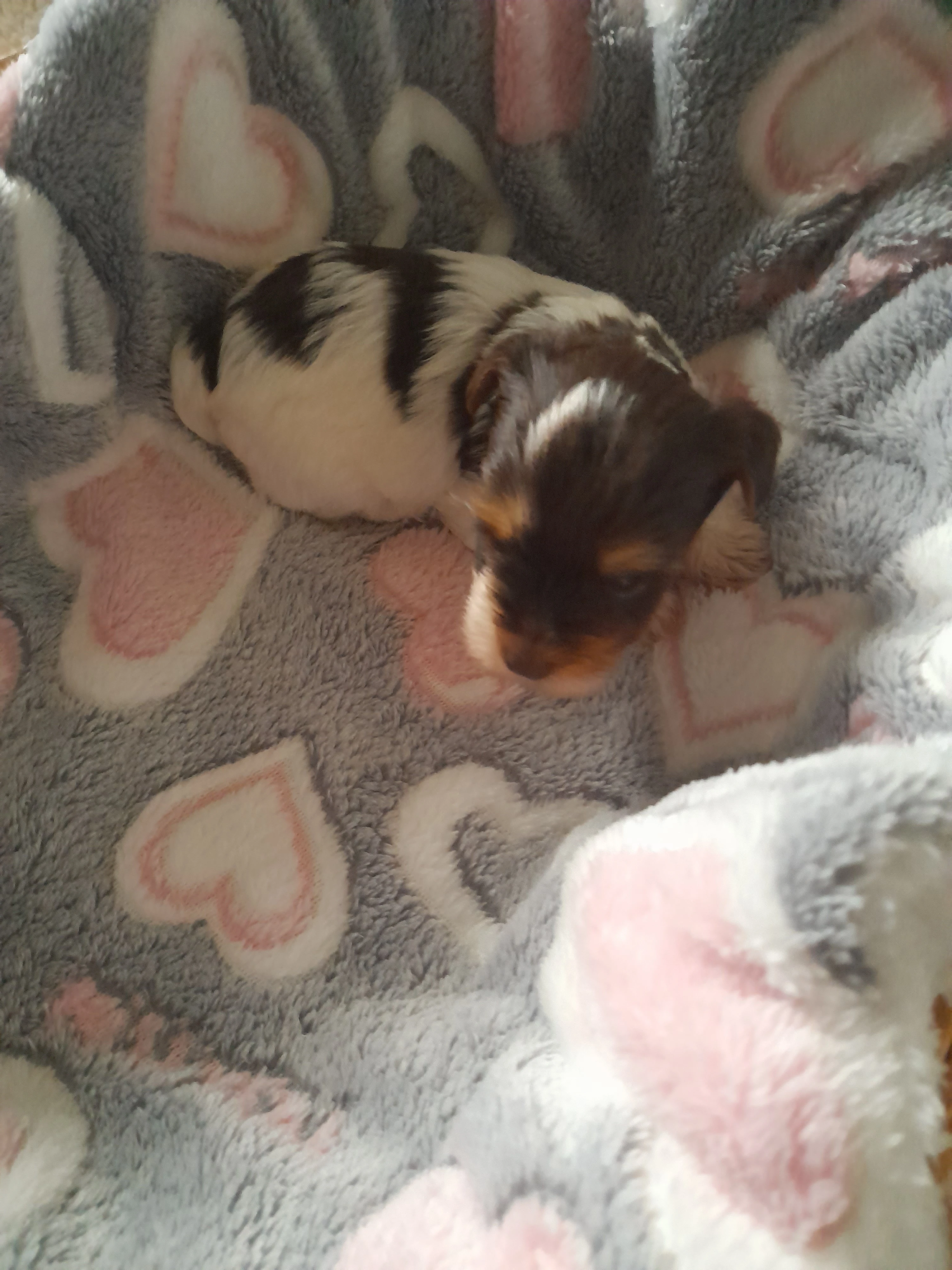 Jorkširský teriér birro