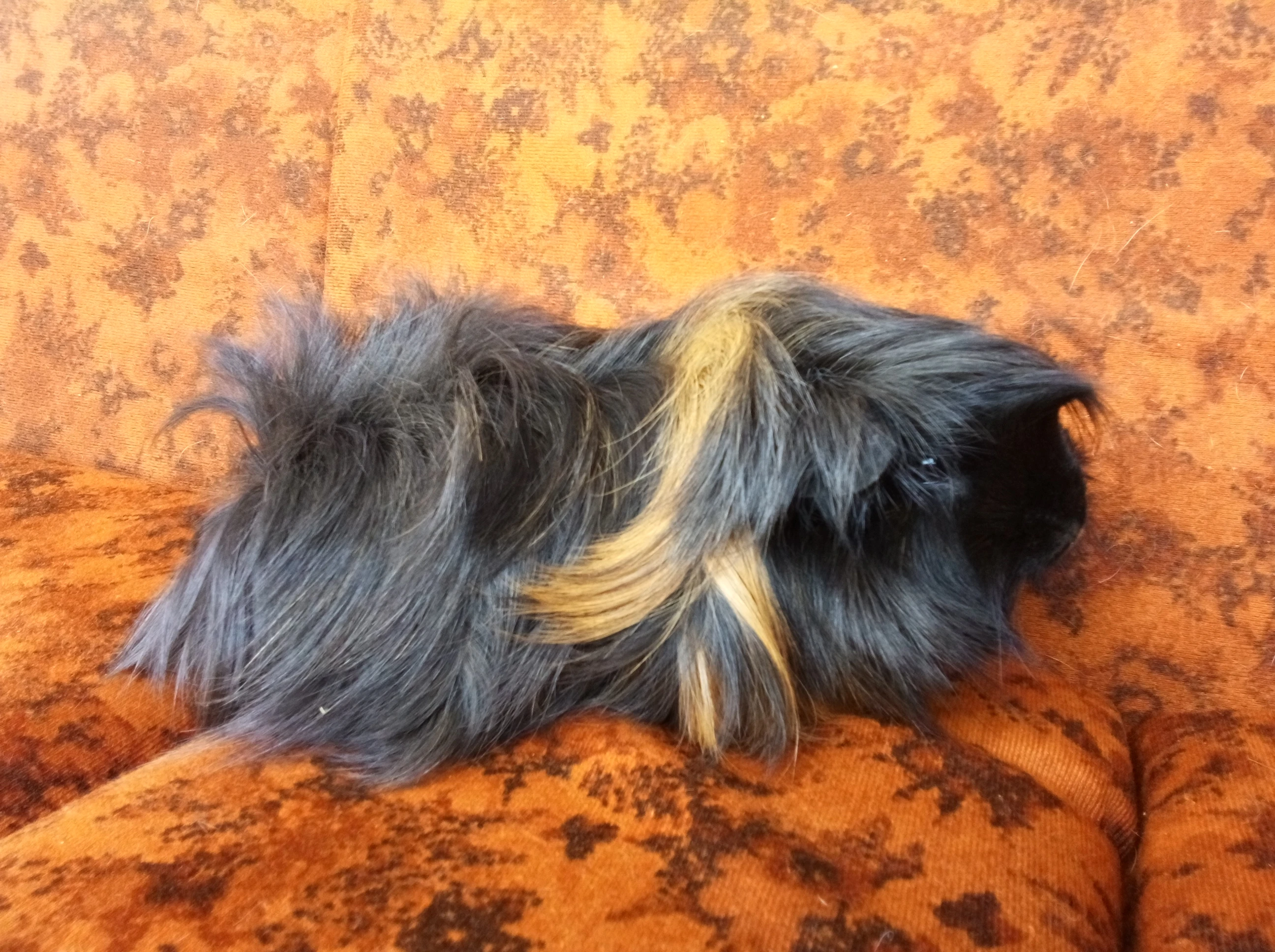 Dlouhosrsté morčátko