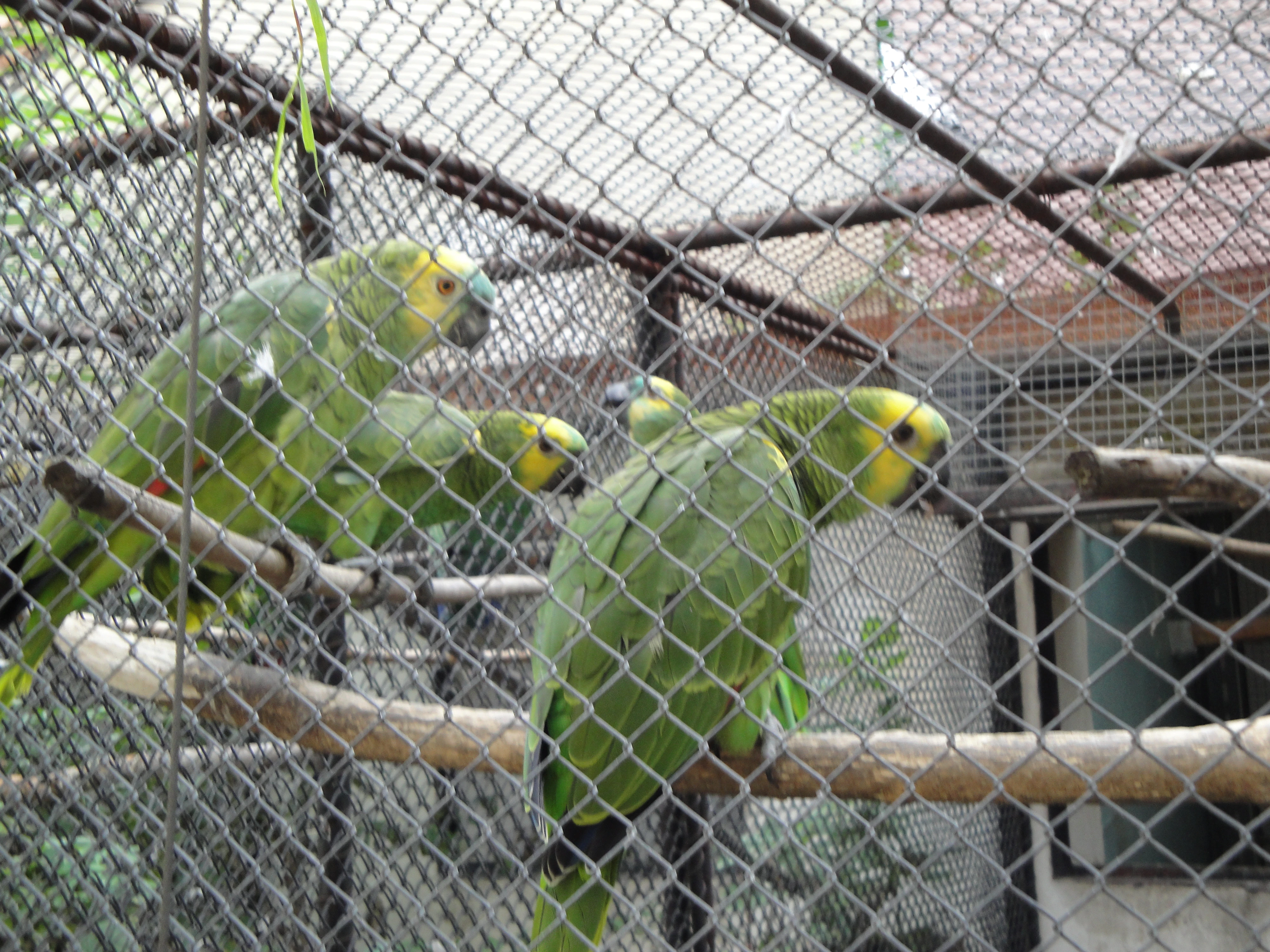 Amazoňan modročelý