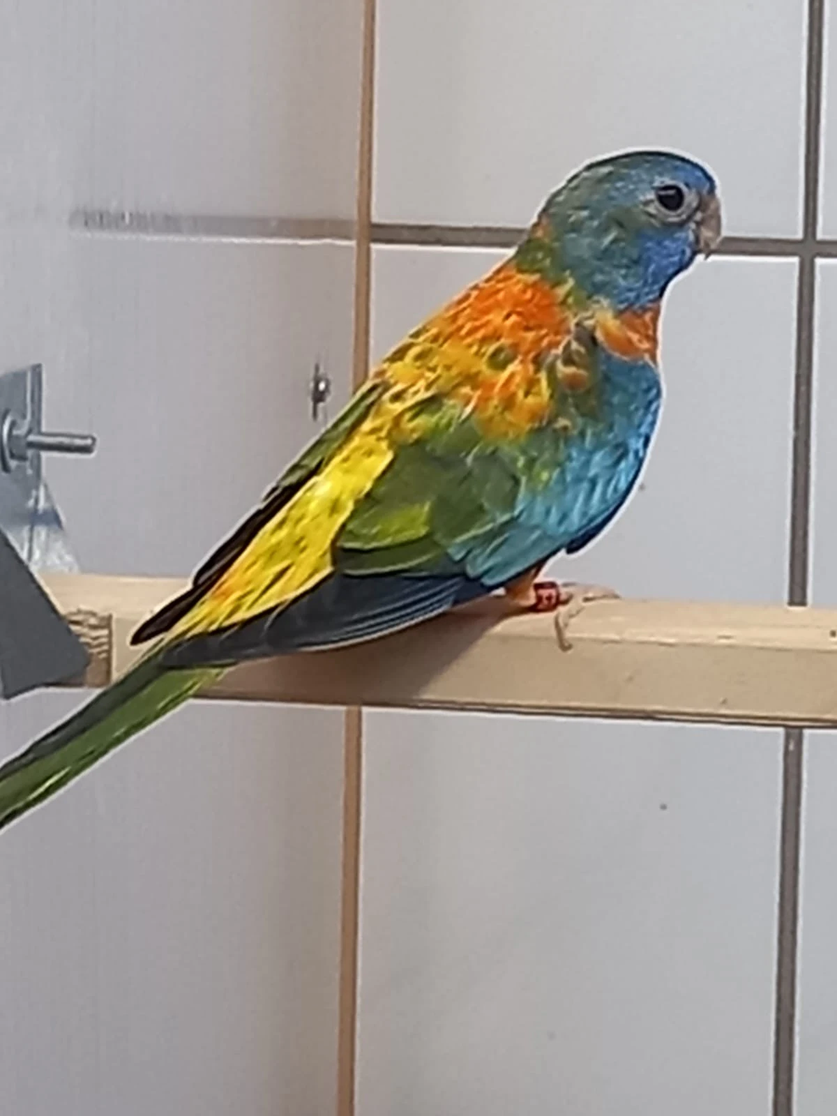 Prodám neofémy modrohlavé