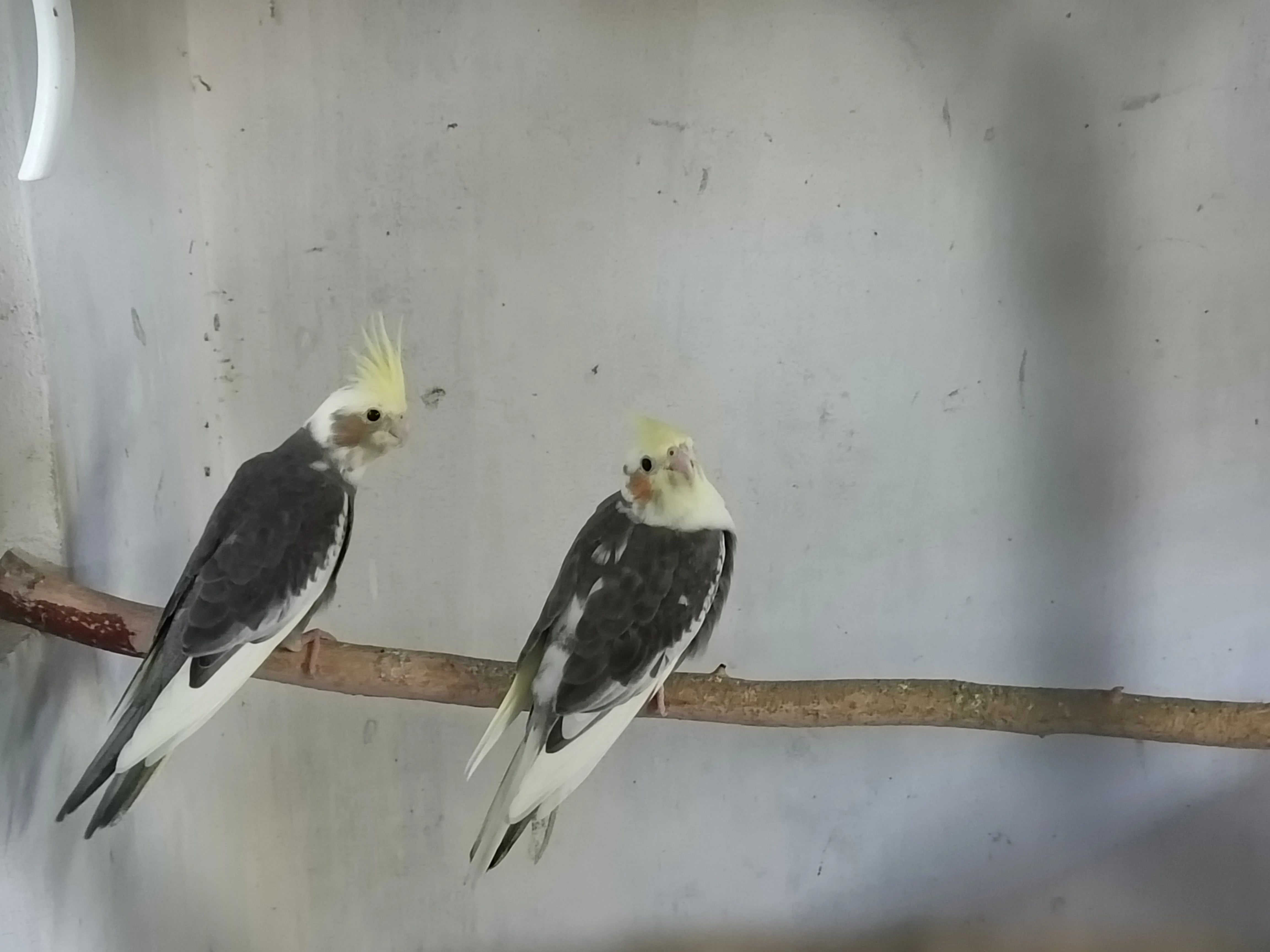 Letošní mladé Korely