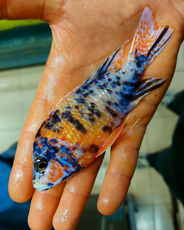 Největší výběr Afrických cichlid na jihu Čech