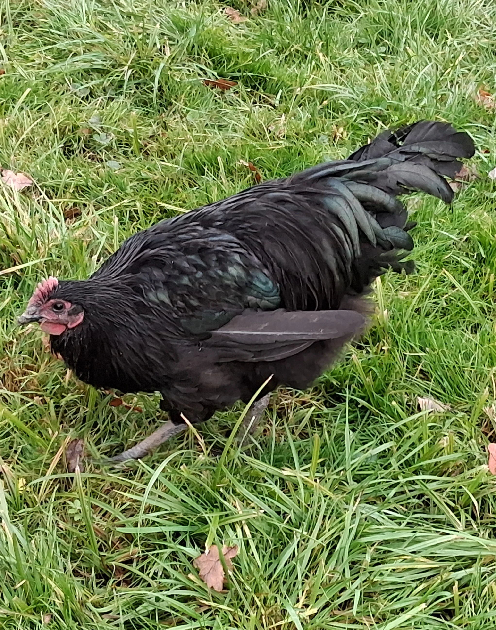 Australka velká kohout