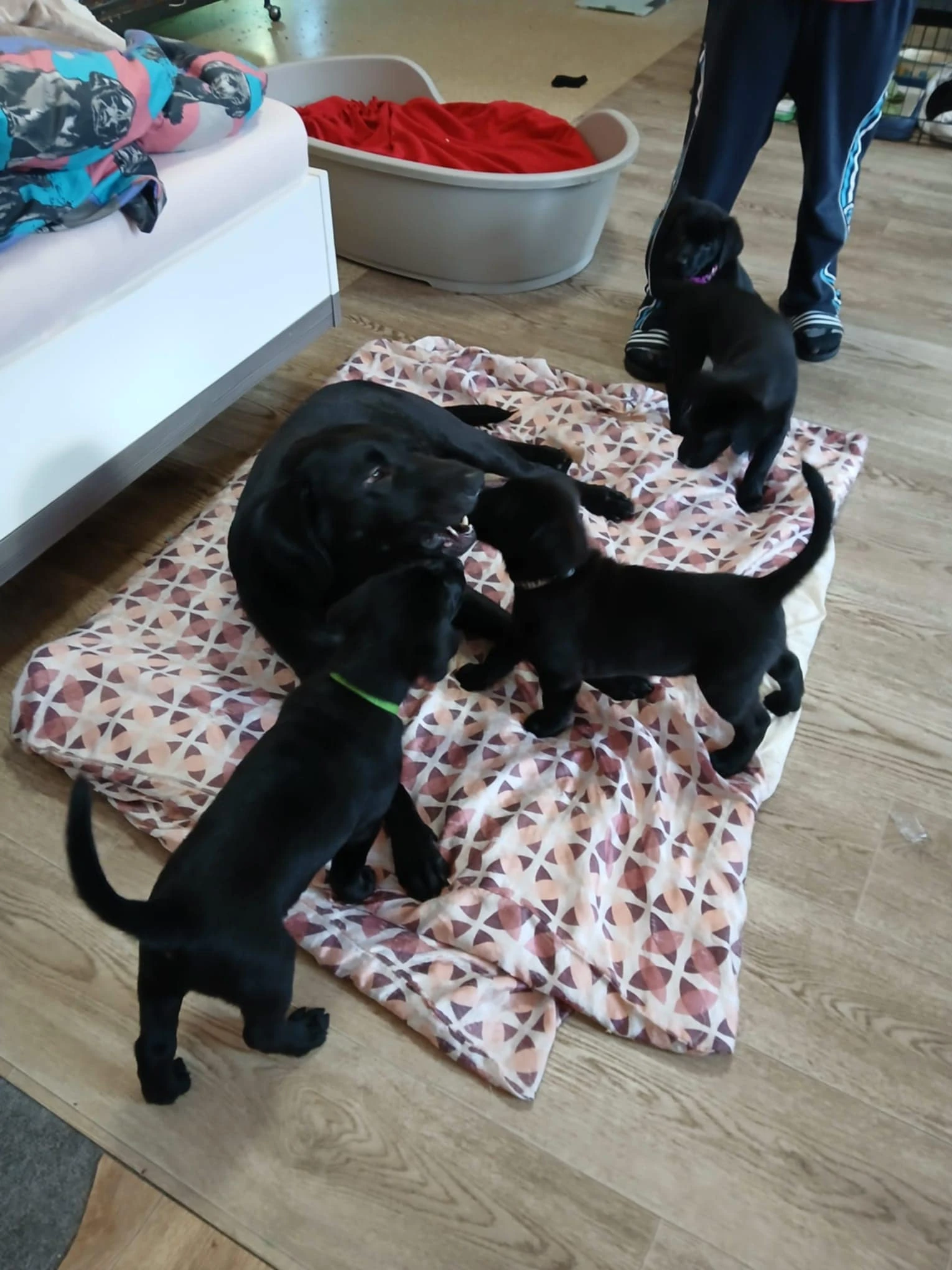 Štěňátka v typu labradora