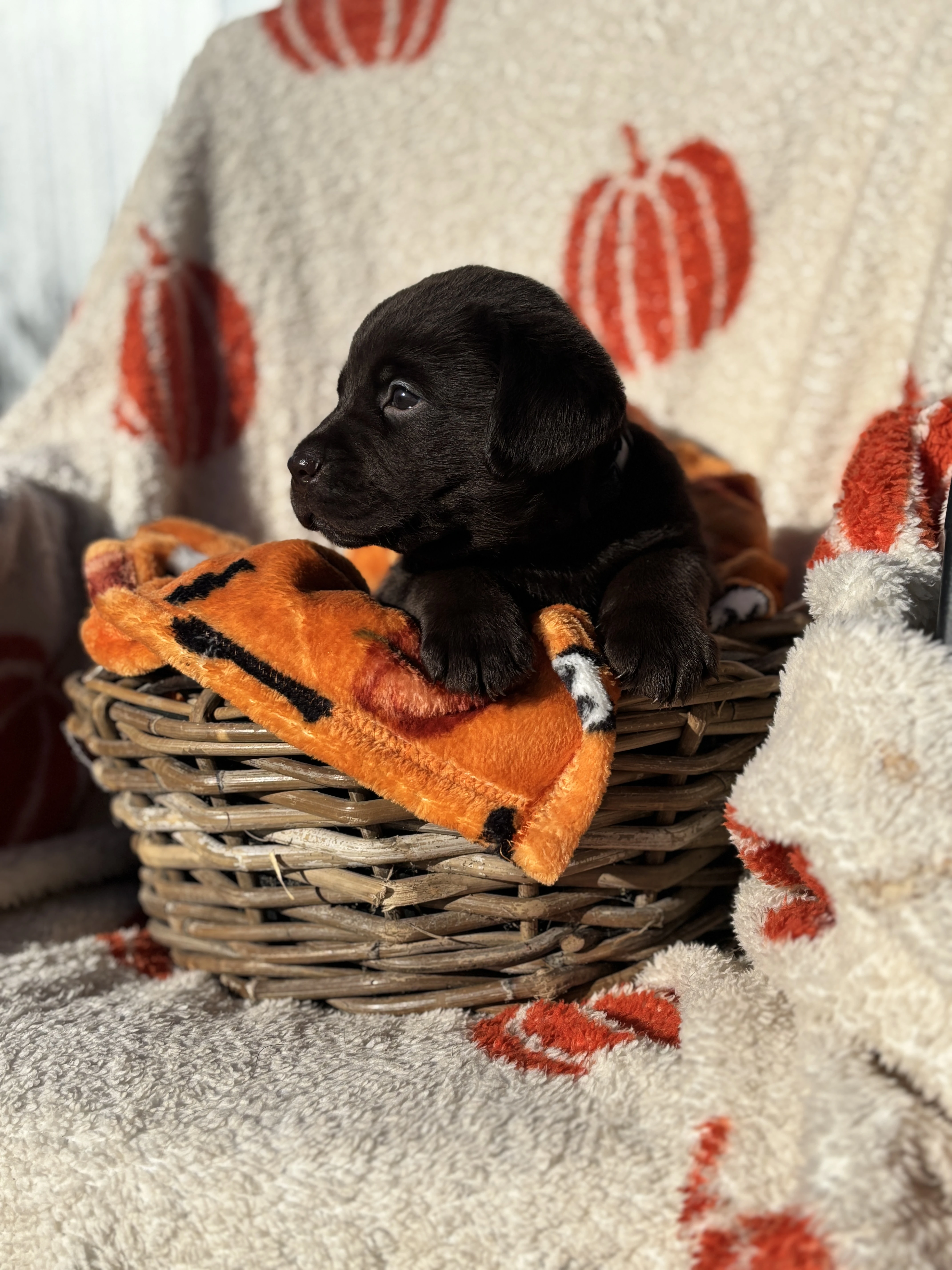Labrador štěňátka s PP čokoládová