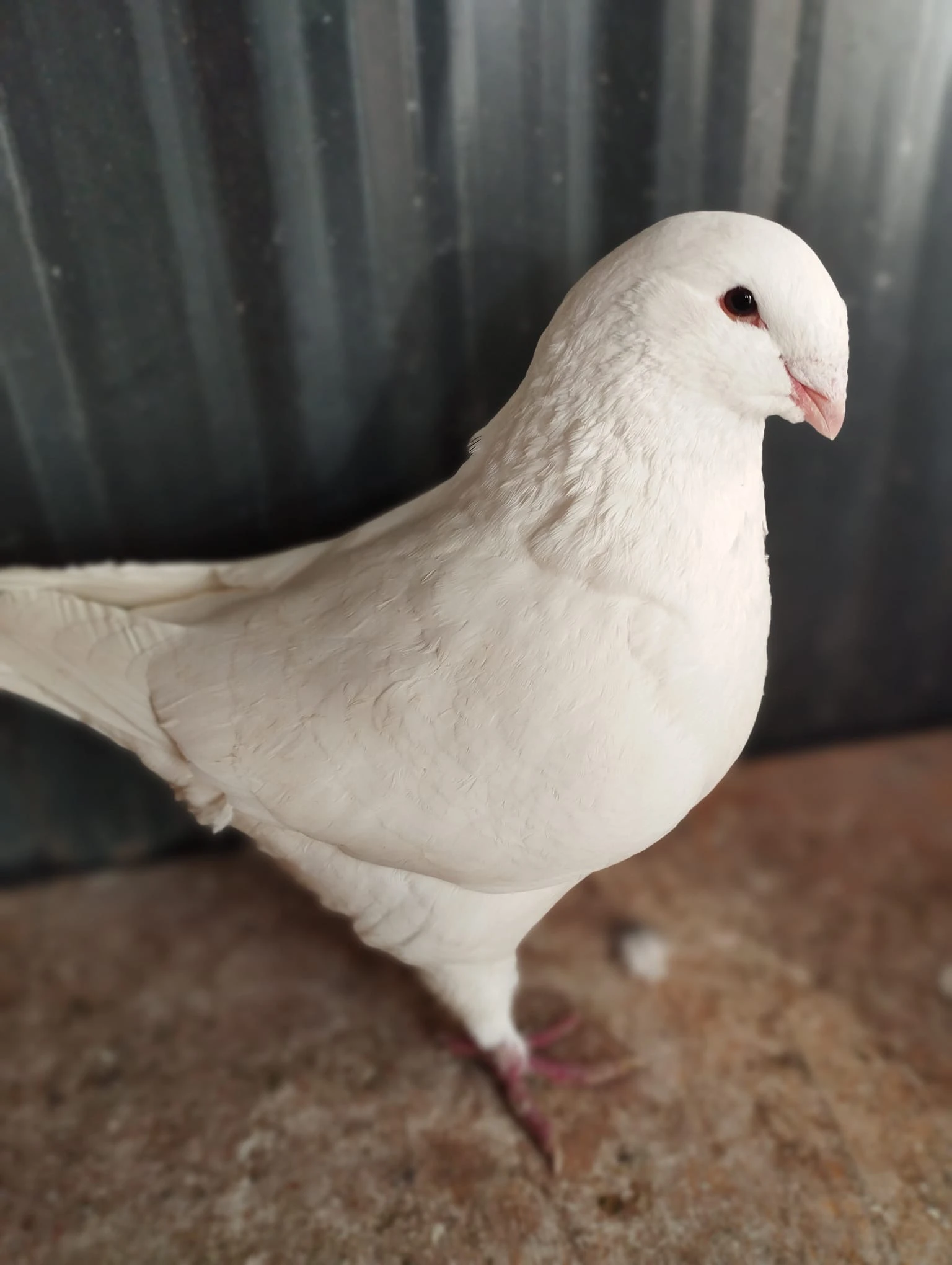 Prodám Gigant Homér