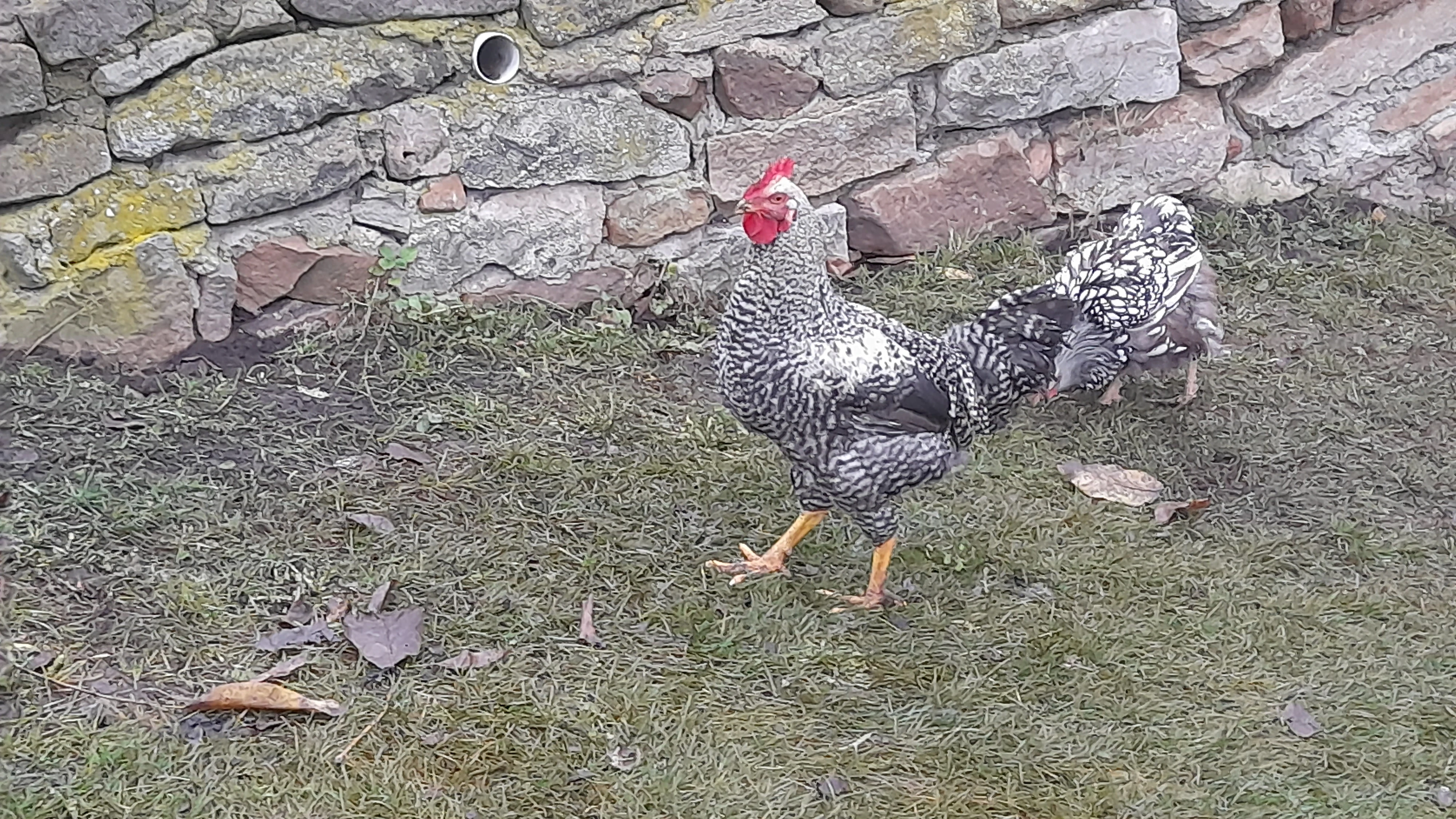 Nabízím letošní mladé kohutky